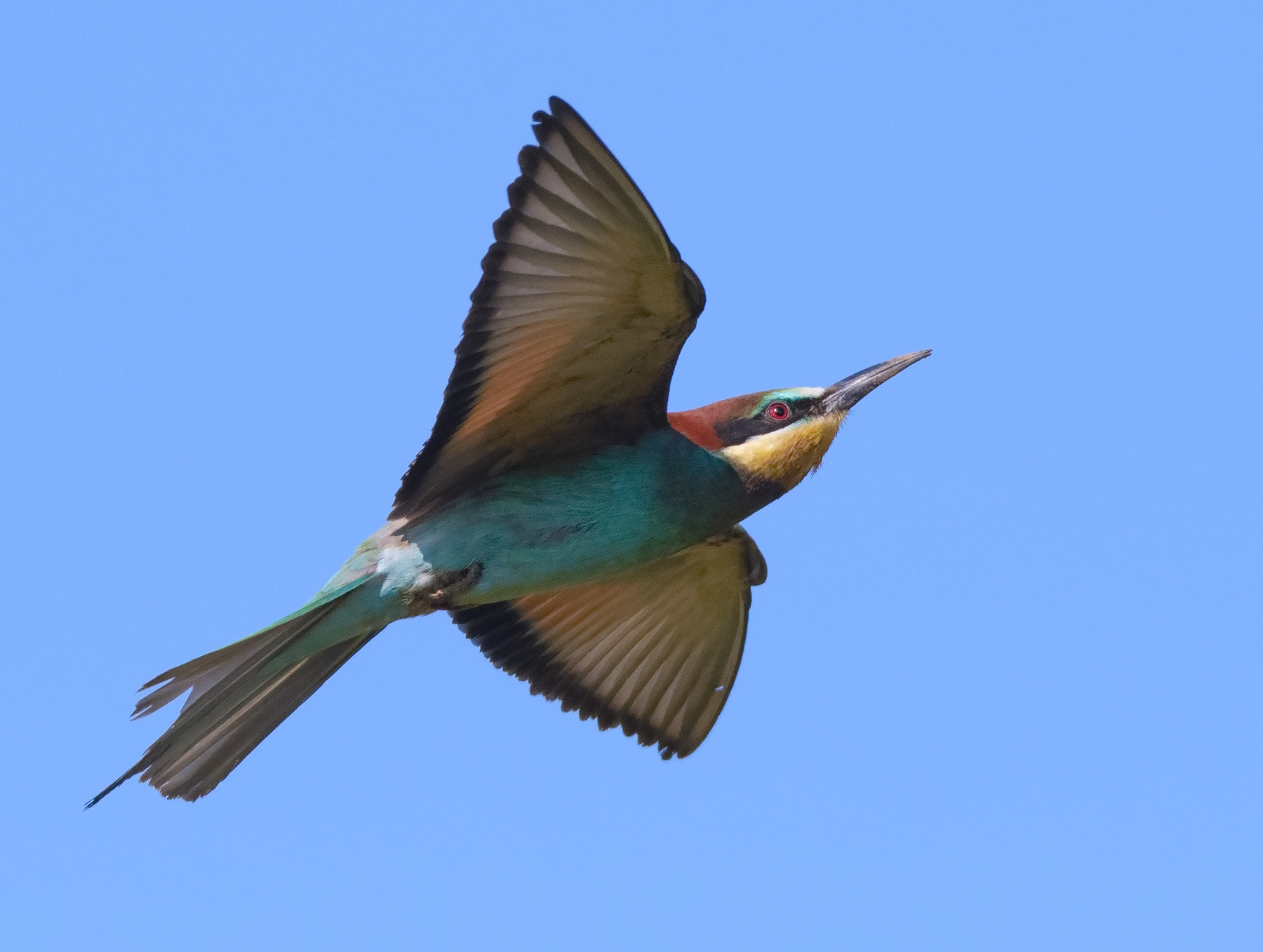 Bee-eater