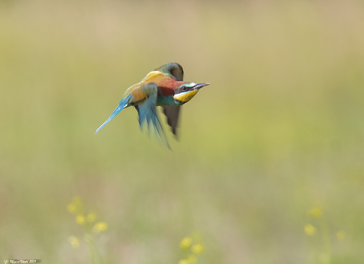 Bee-eater