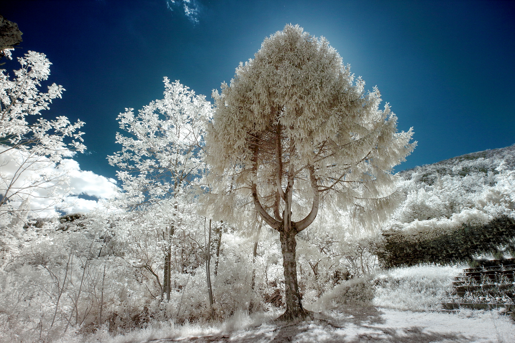 IR Tree