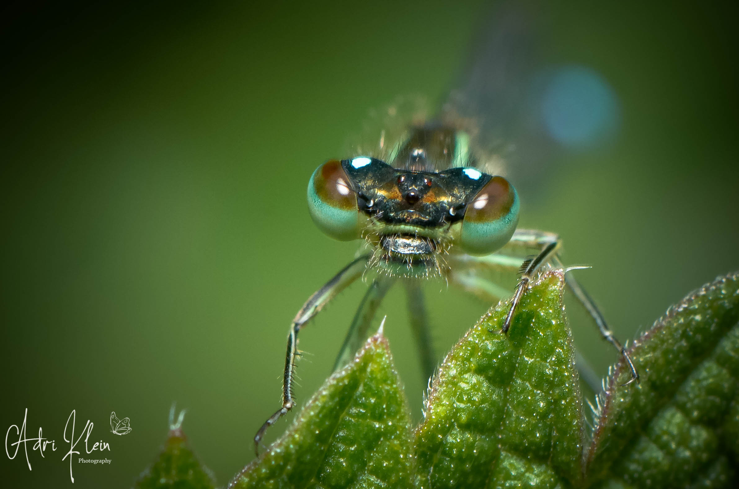 Dragonfly