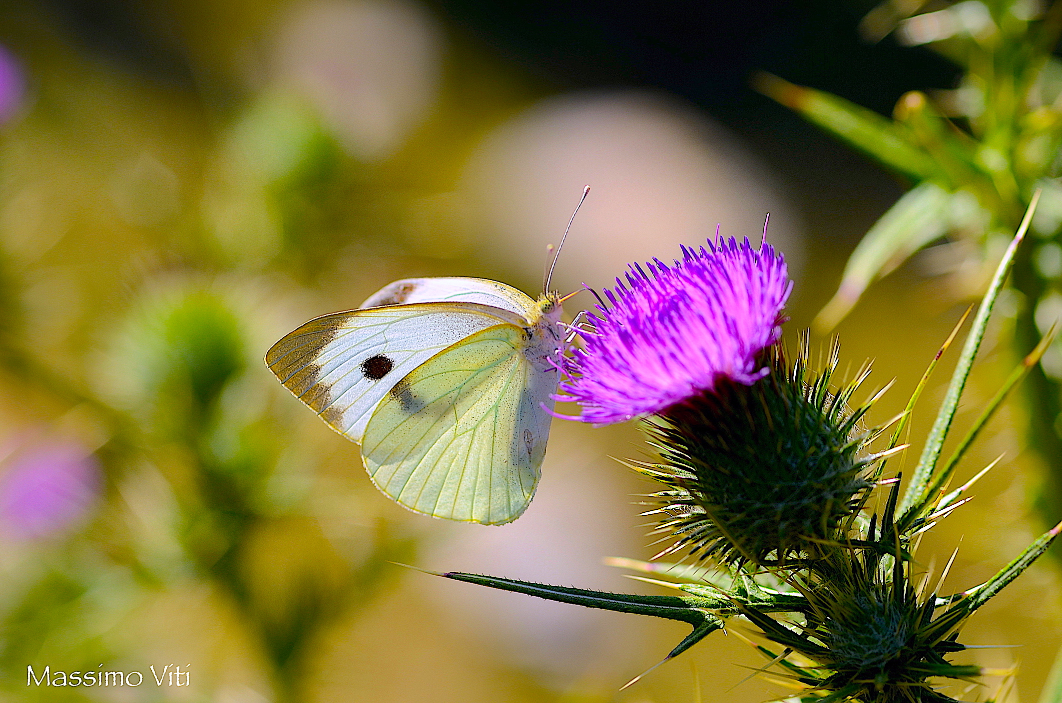 Cavolaia maggiore ( Pieris brassicae ) su Cardo