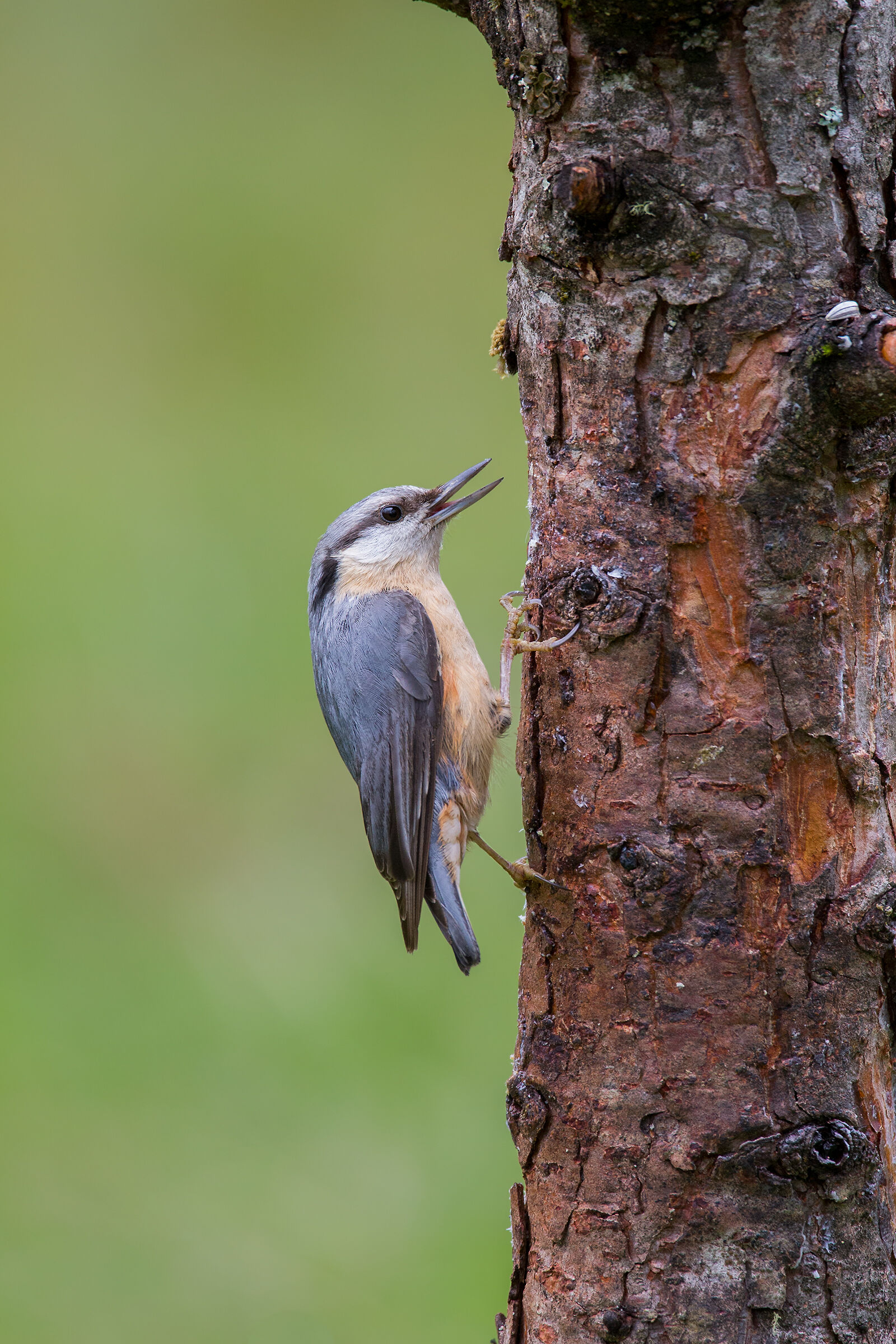 Nuthatch