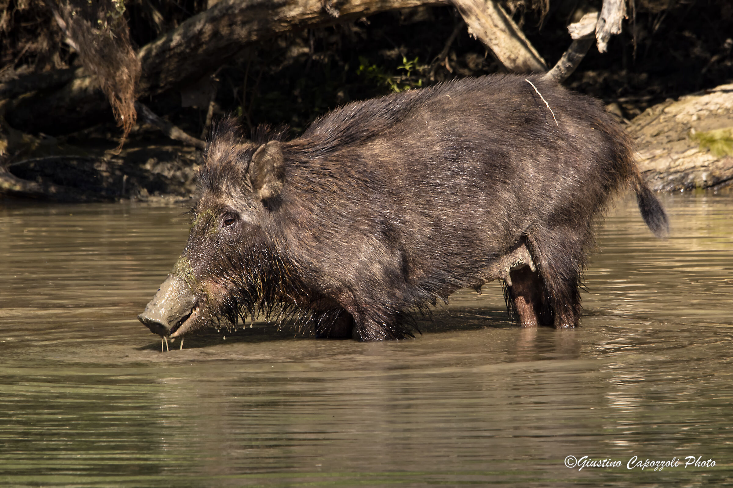 The Wild boar