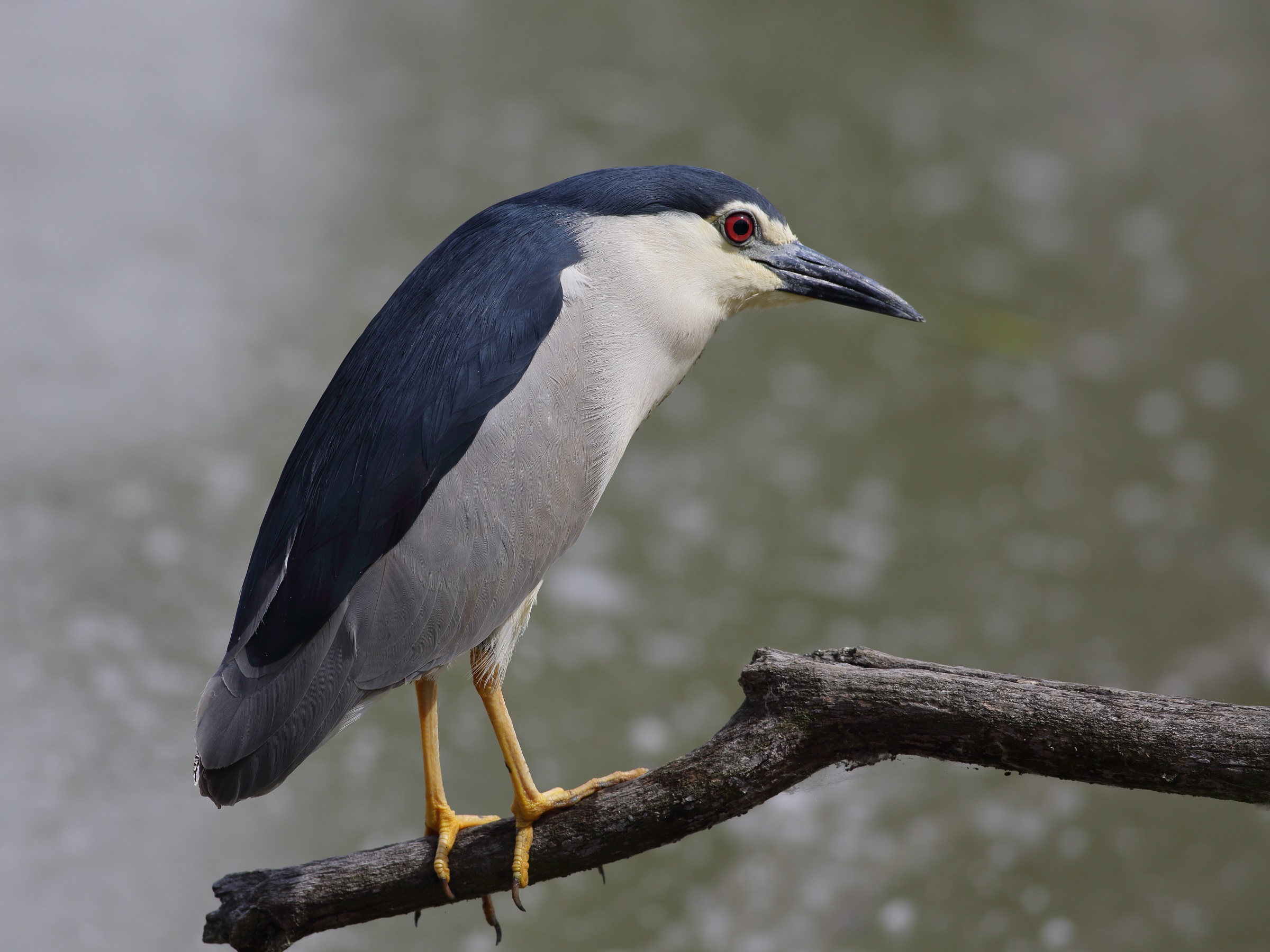 Nycticorax nycticorax