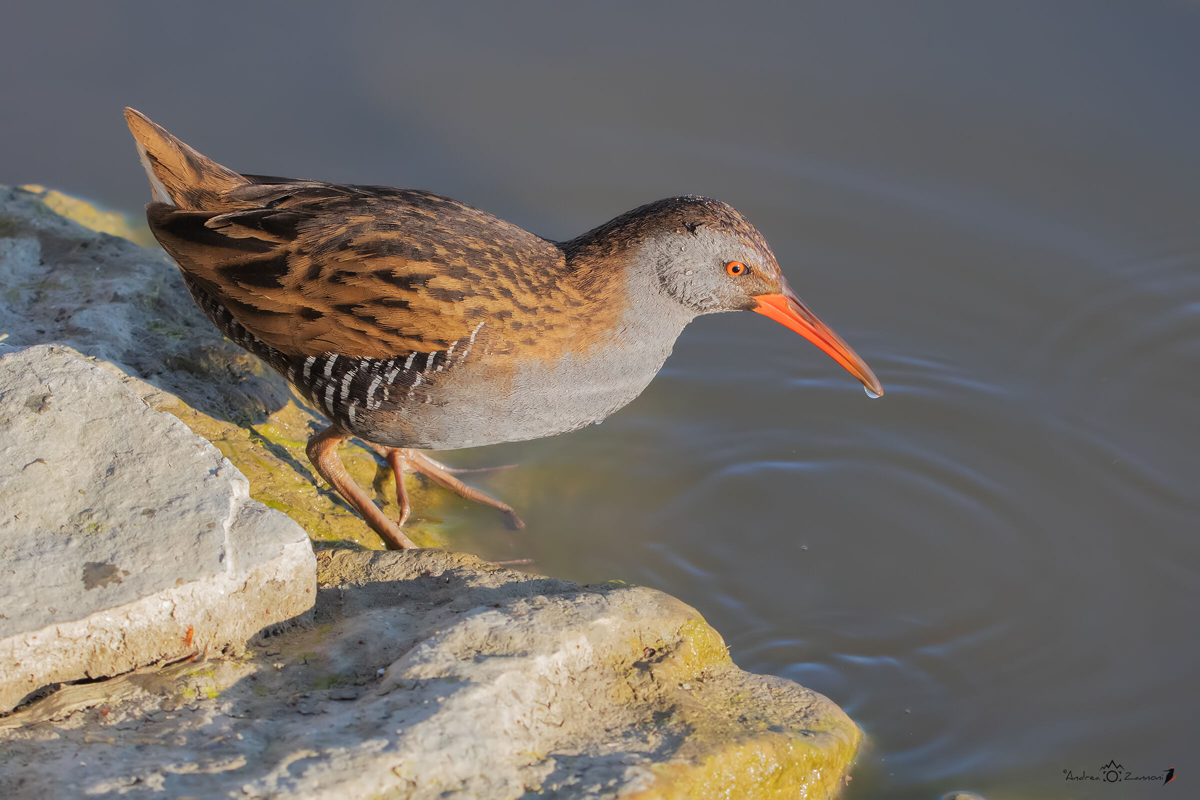 Water Rail