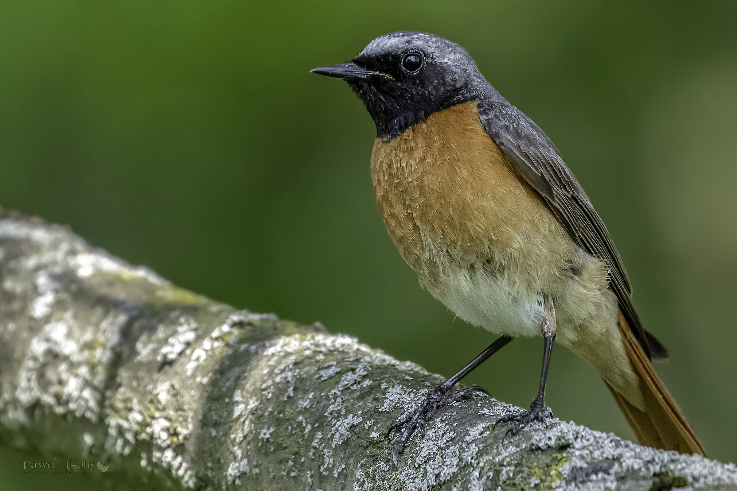 Common redstart (Phoenicurus phoenicurus)