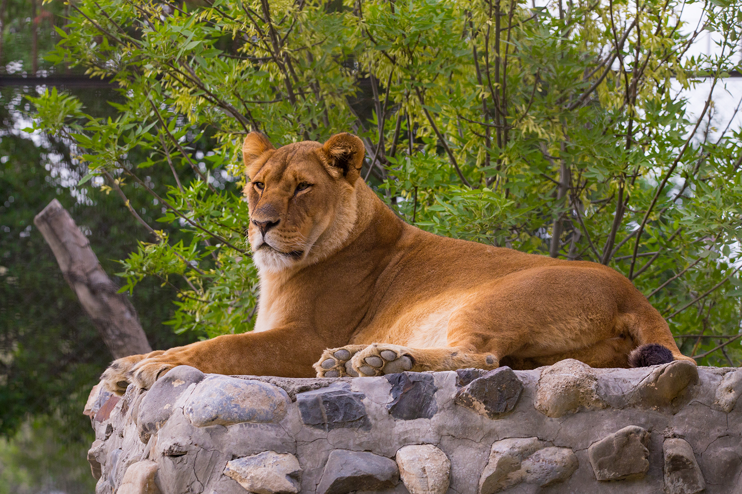 Potenza in cattività