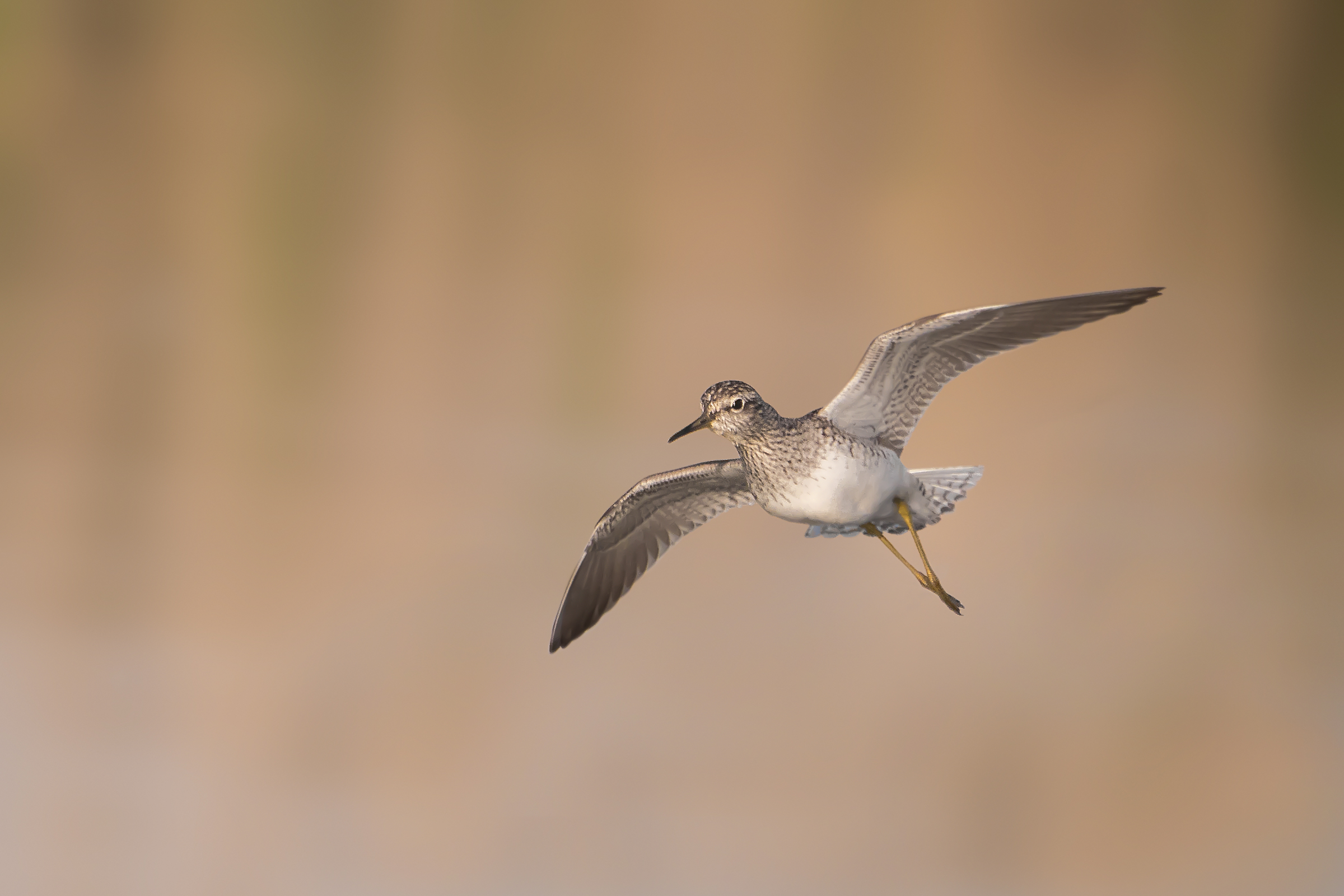 Pyro Pyro Boschereccio in flight