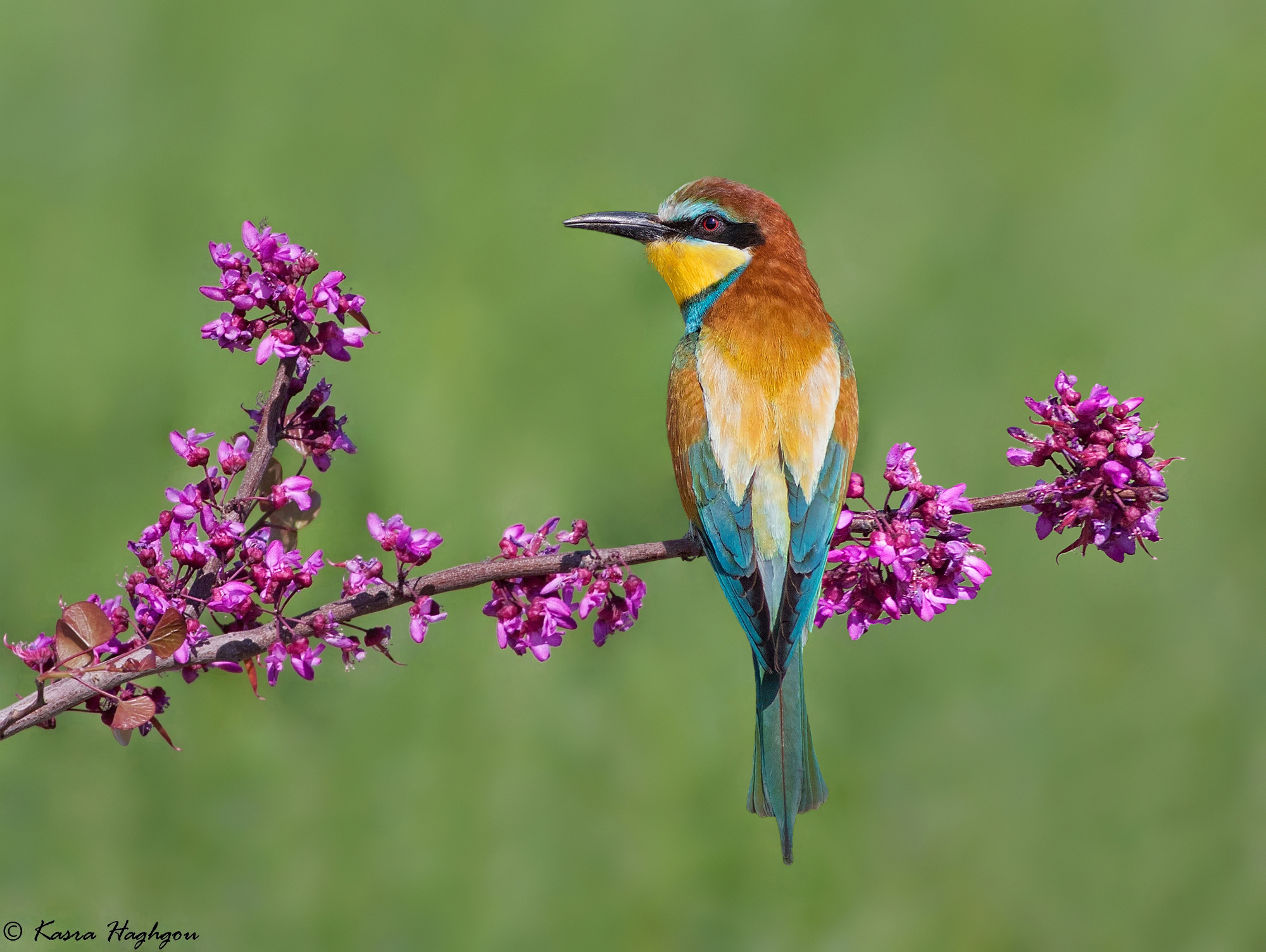 Bee-eater