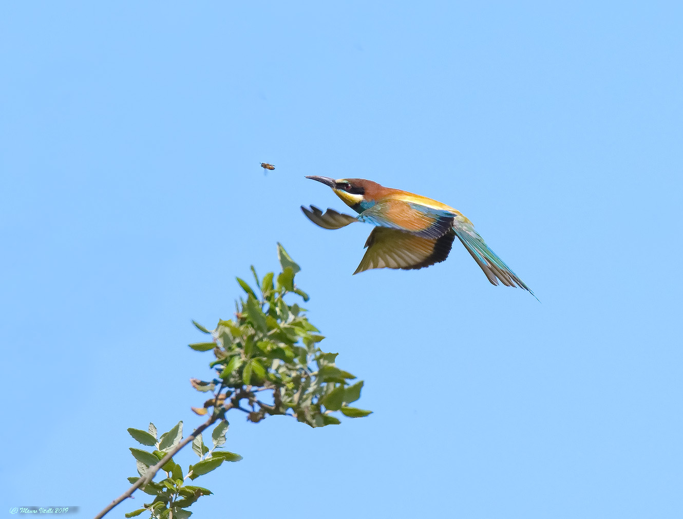 The Bee-eater and the Ape