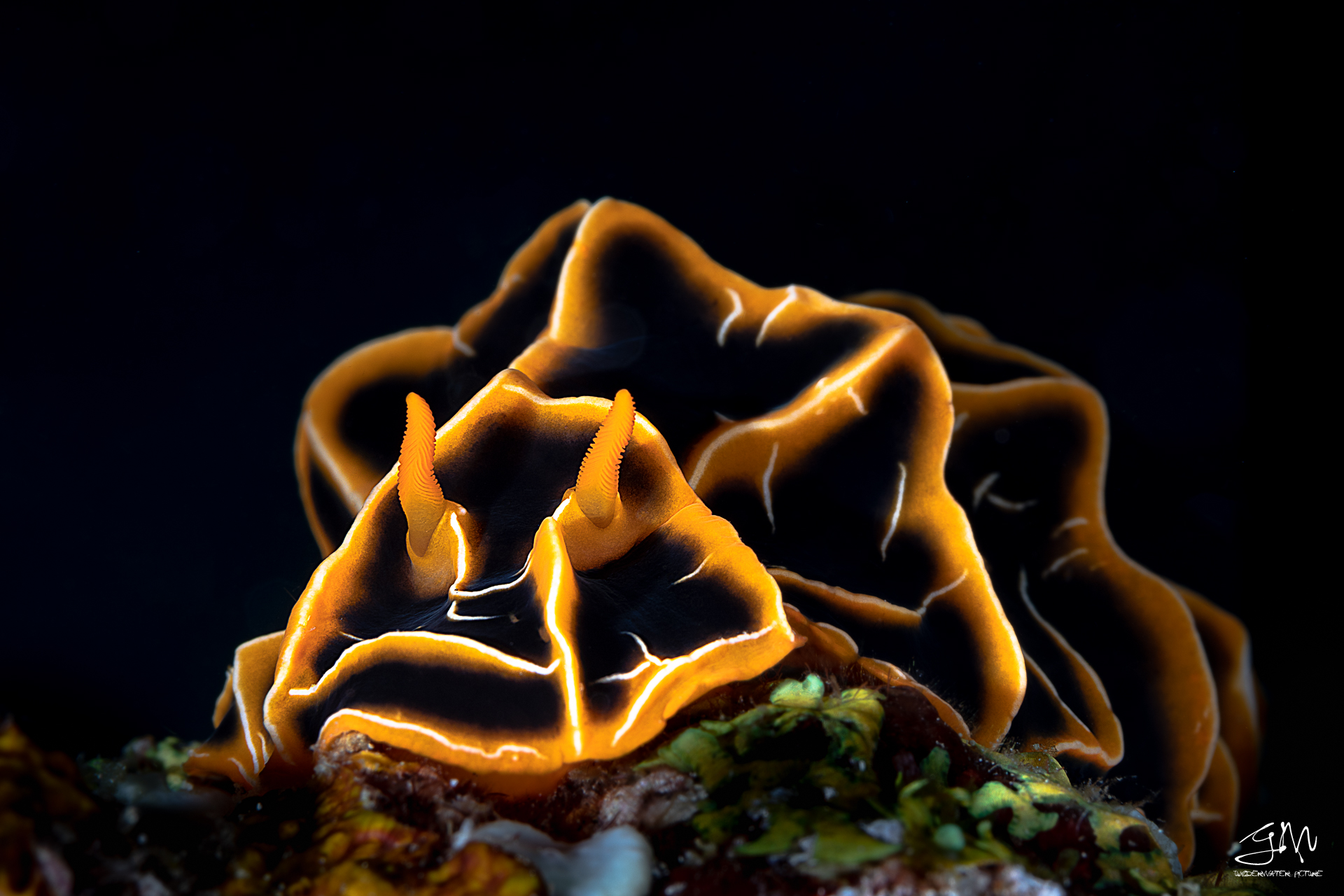 Reticulidia halgerda