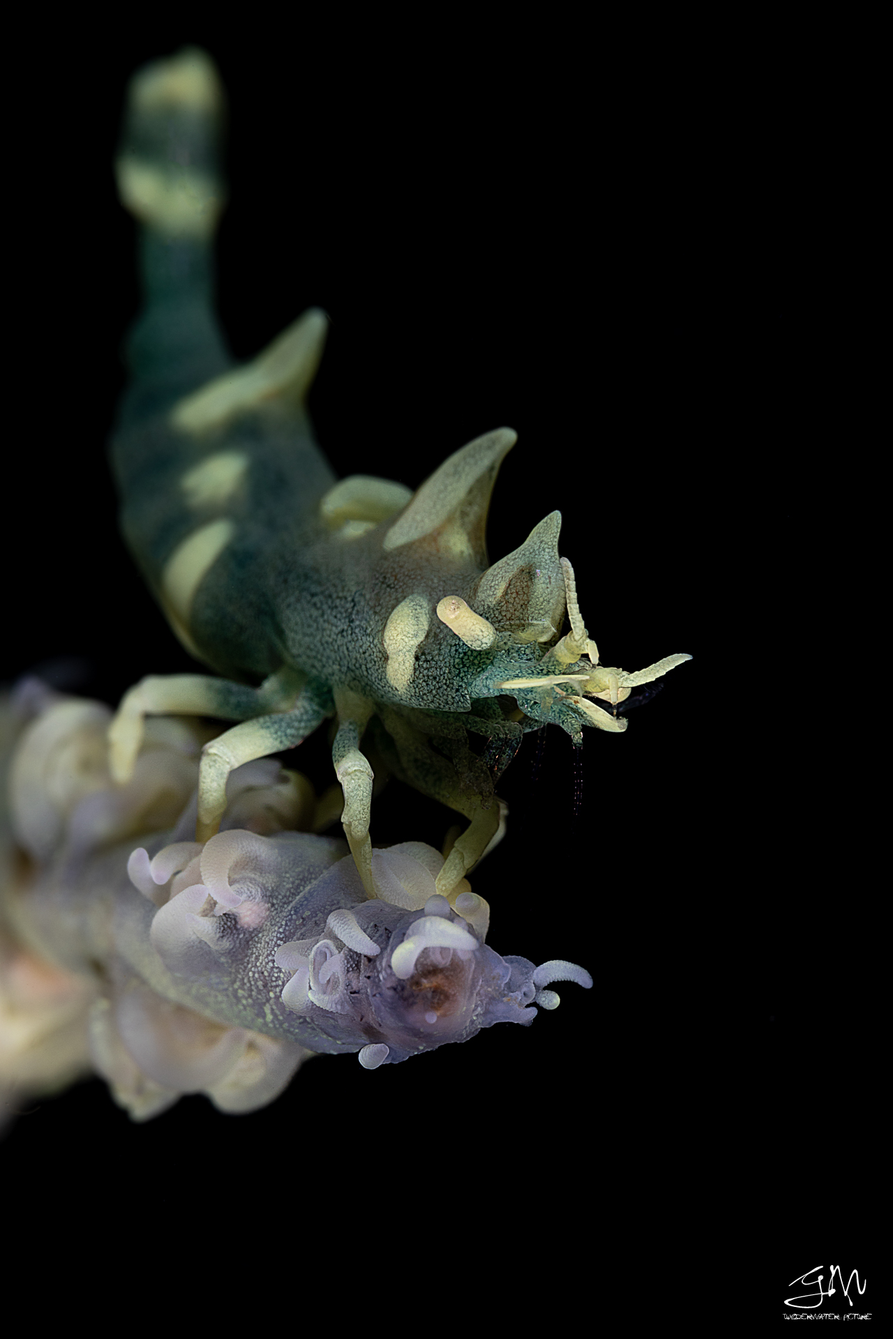 Miropandalus hardingi