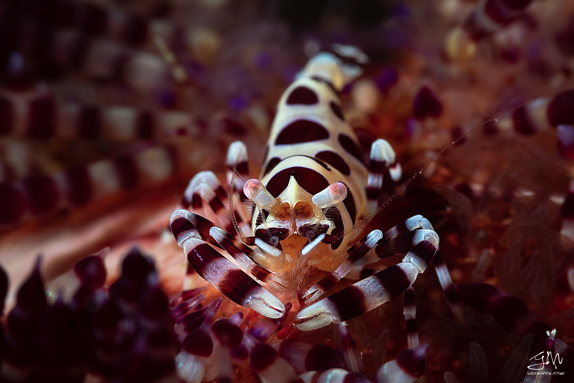 Periclimenes colemani