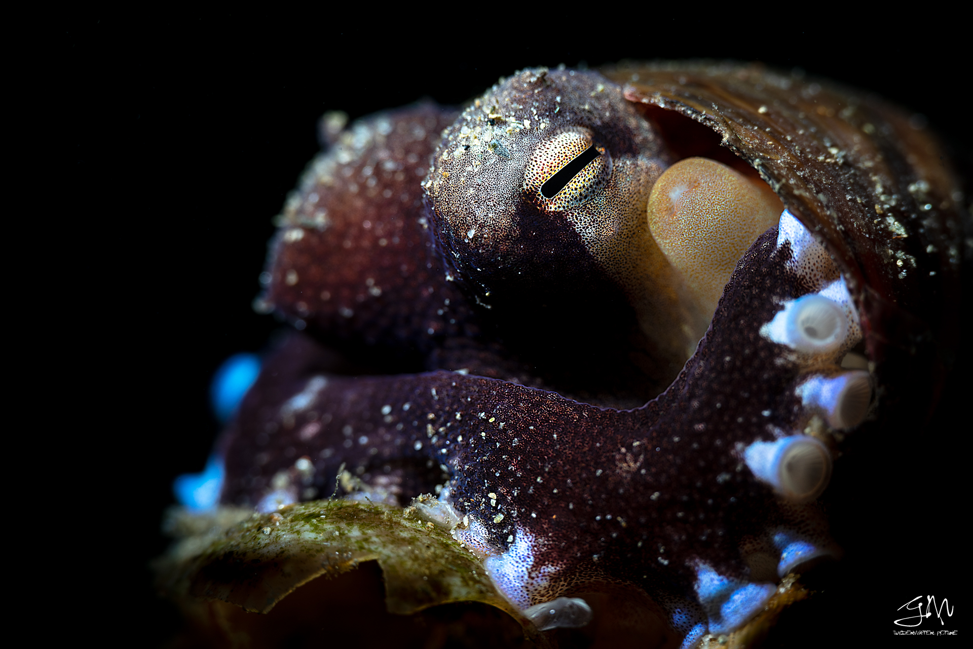 Amphioctopus marginatu