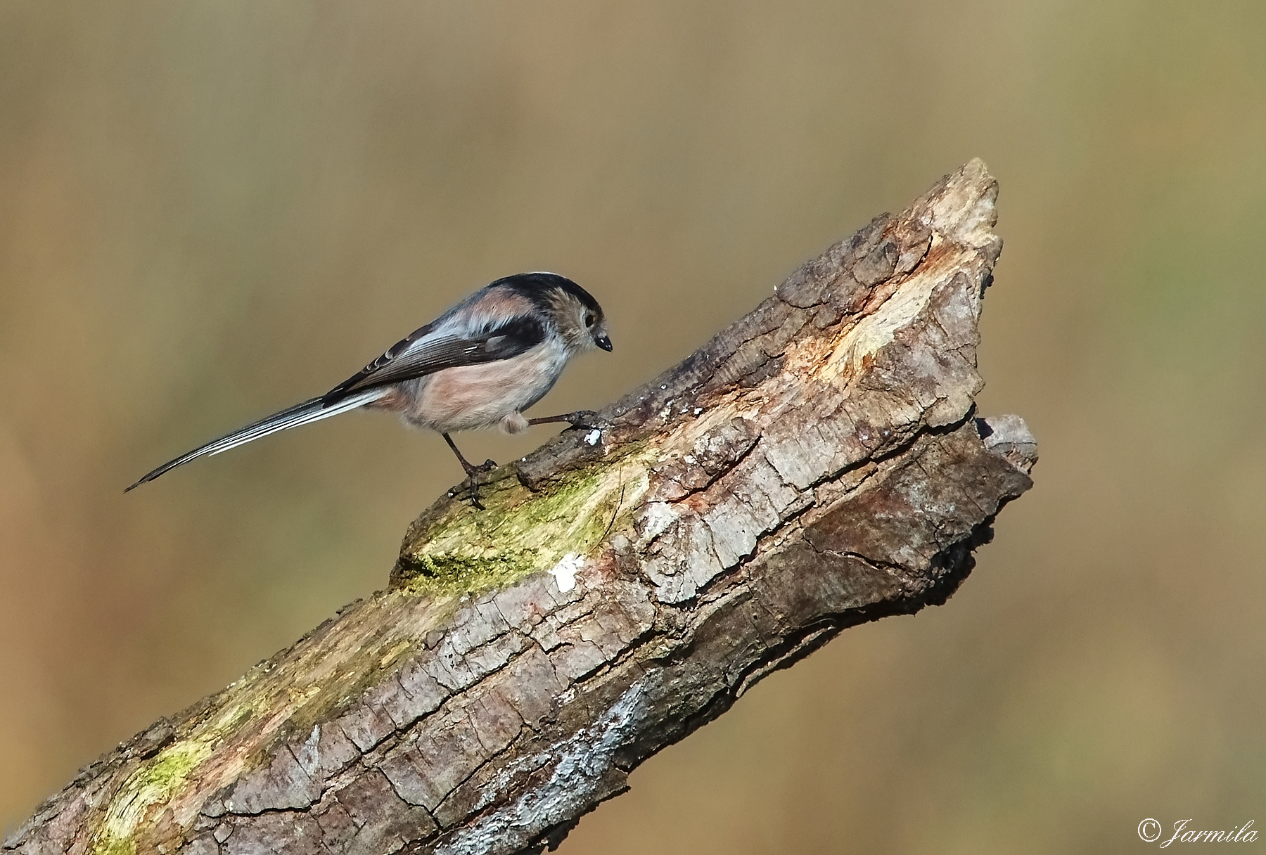 Little Long-tailed Tit (Aegithalos caudatus)