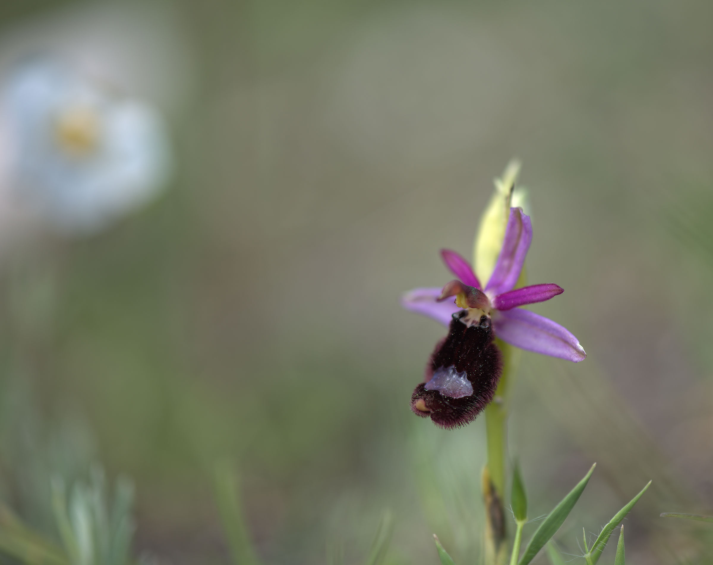 Ophrys bertolonii