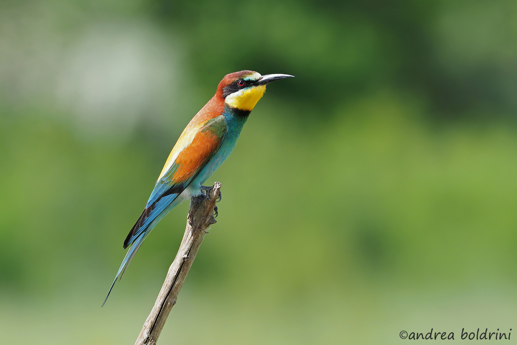 Bee-eater