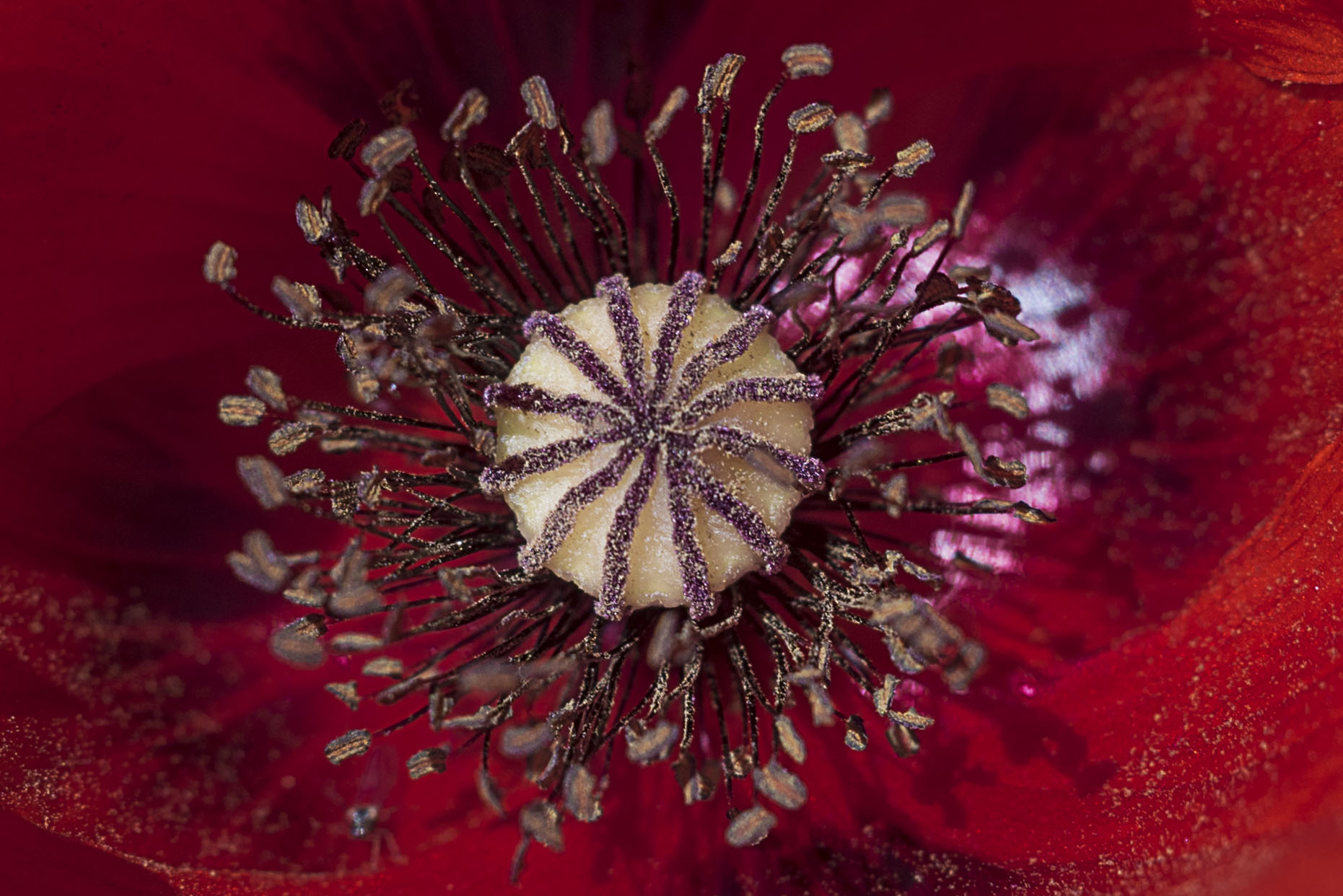 Inside the poppy