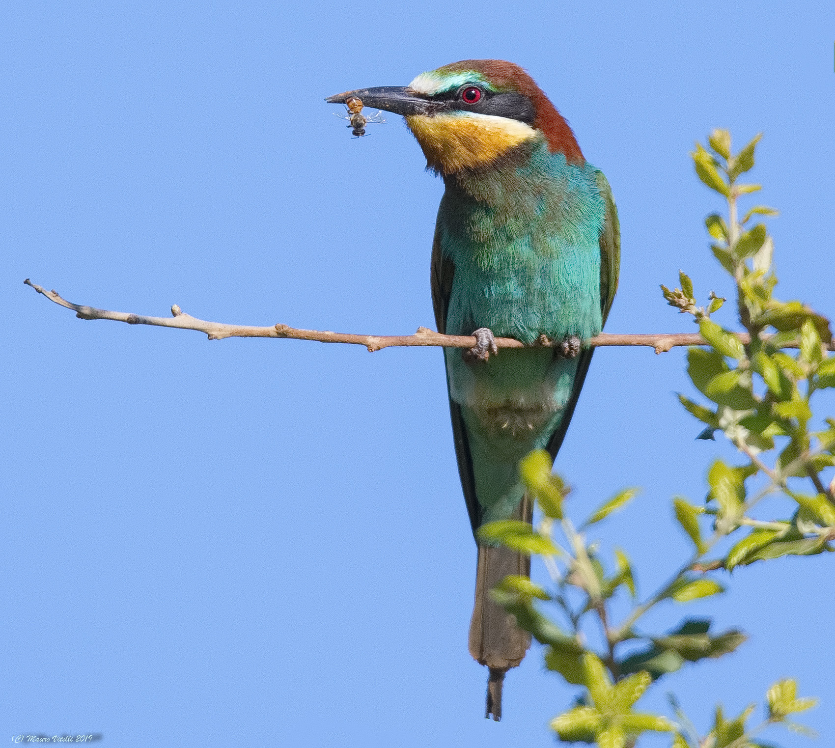 Bee-eater (Merops apiaster)