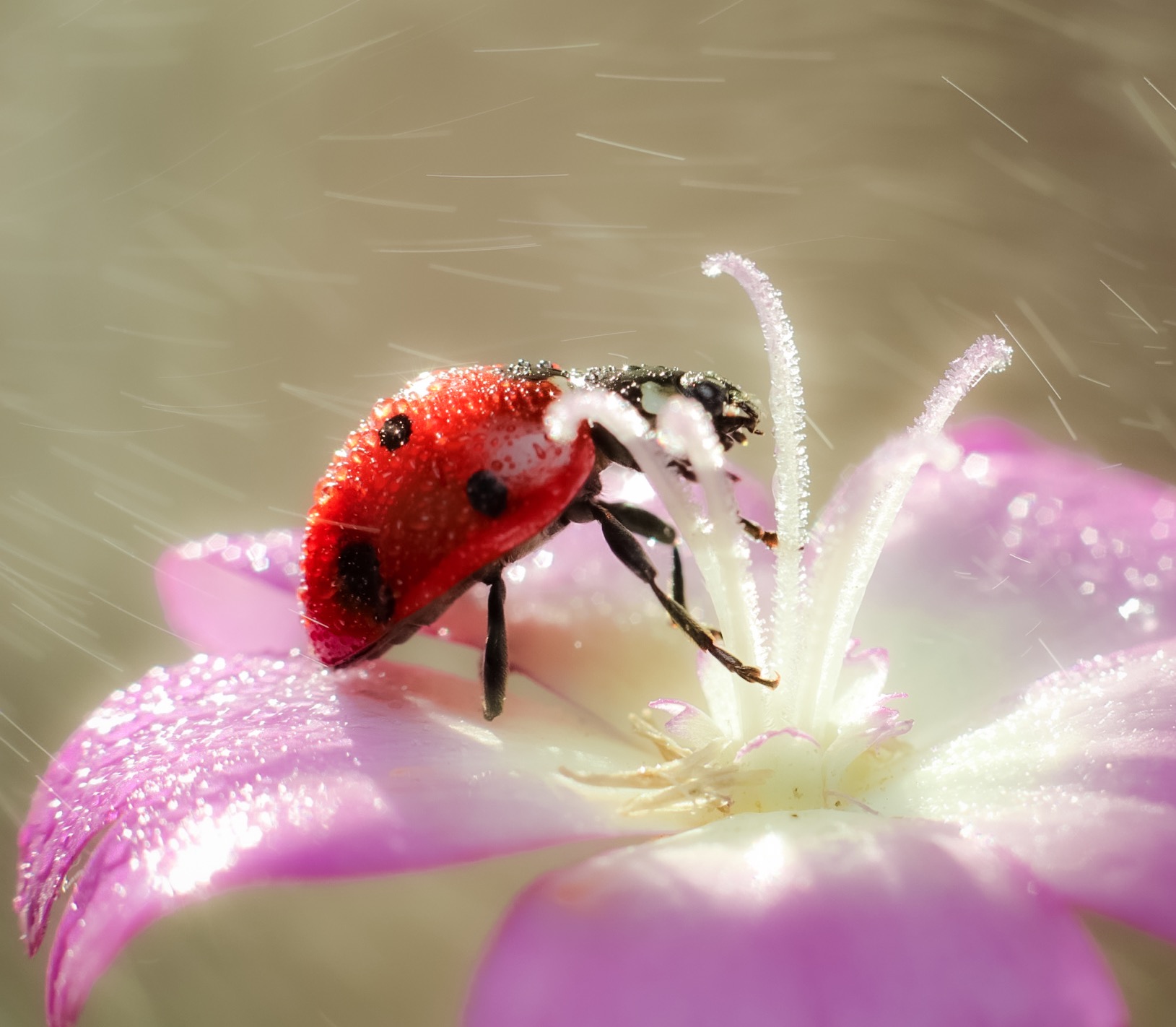 Ladybug in the Rain