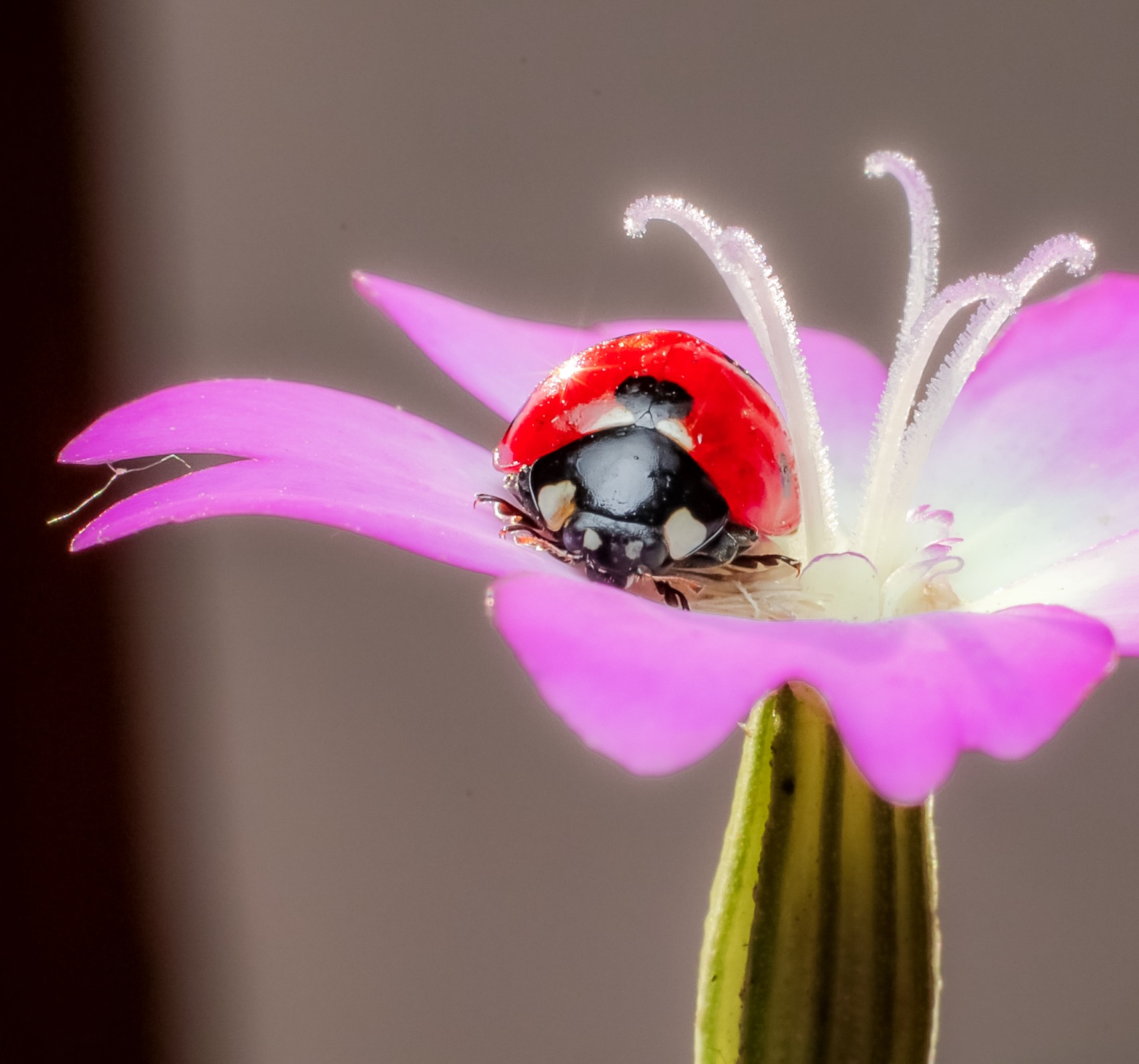 Ladybug