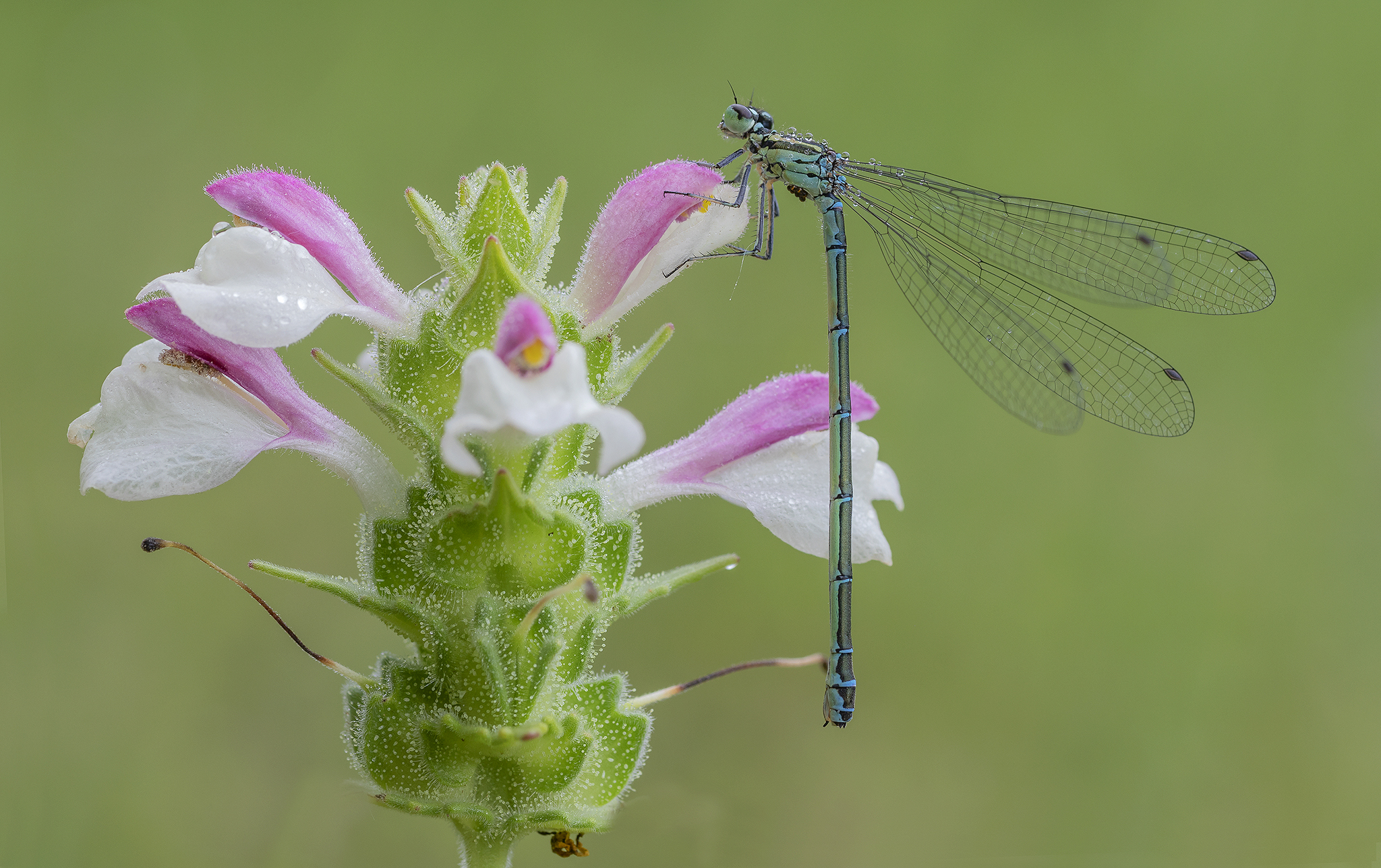 Coenagrion Puella