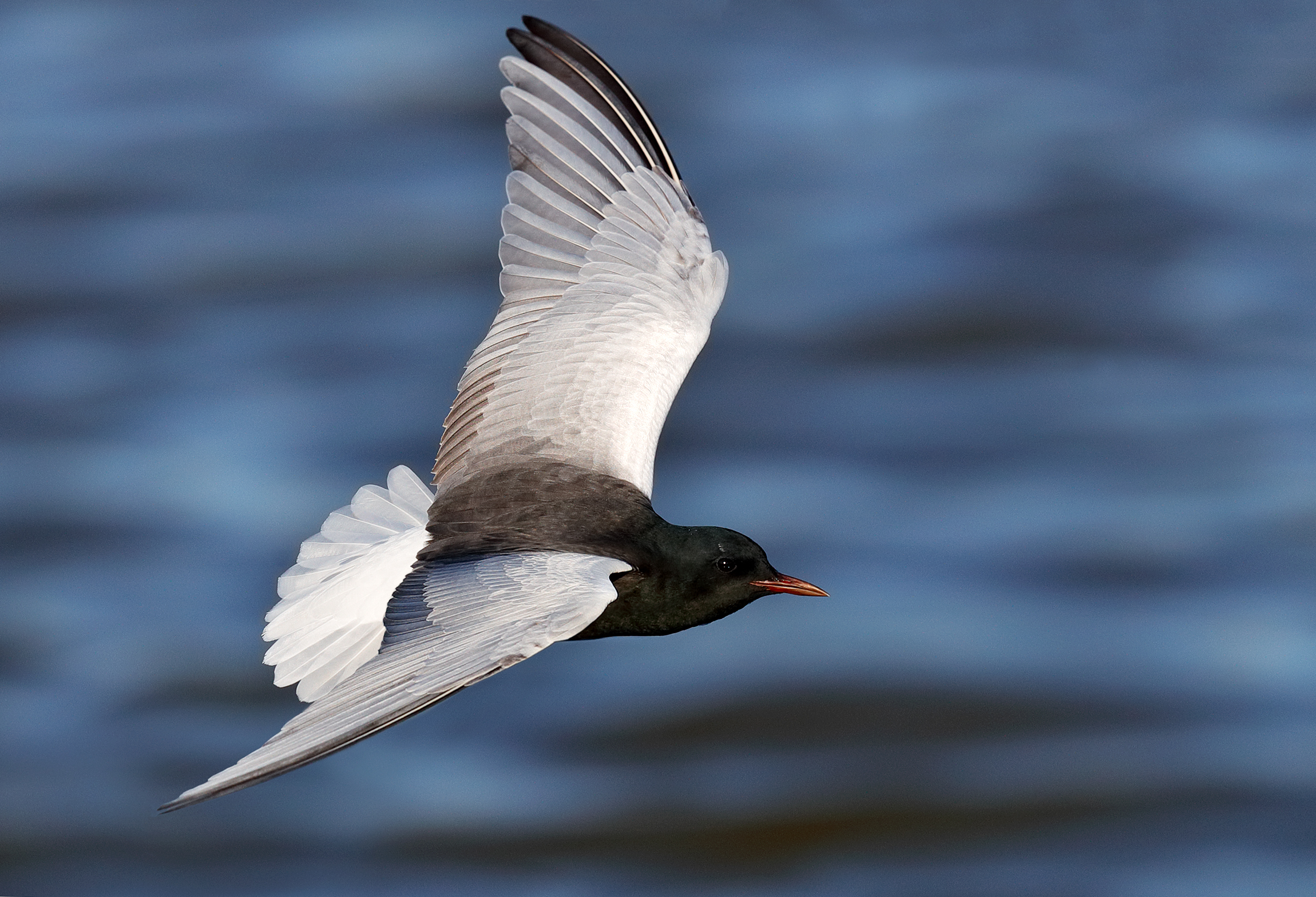 Mignattino alibianche