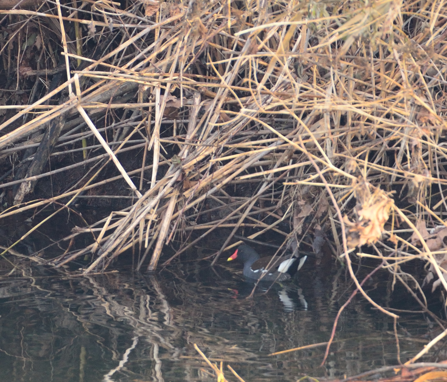 Gallinella d'acqua Crop