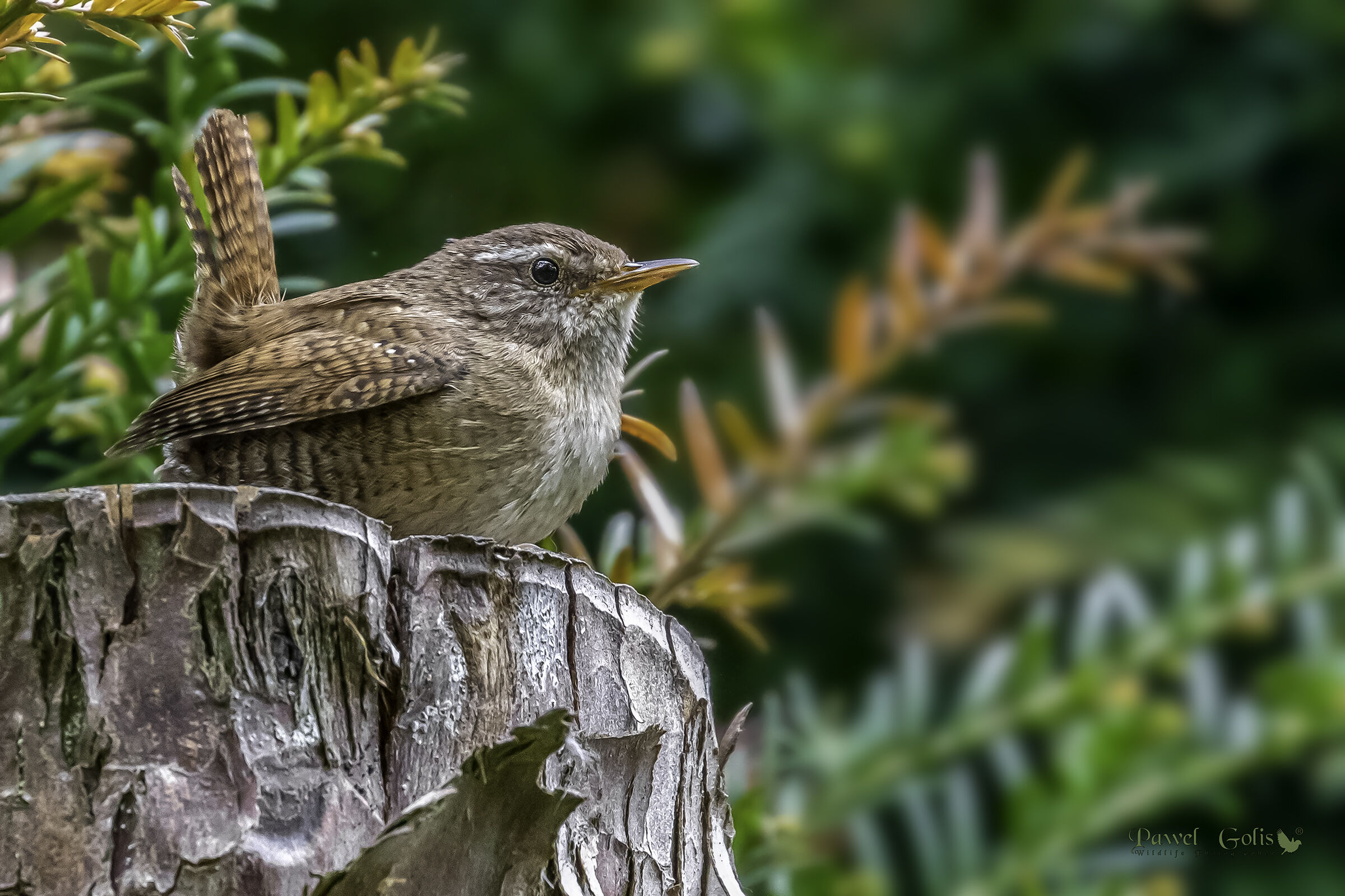Wren (Troglodytes troglodytes) di Eurasian