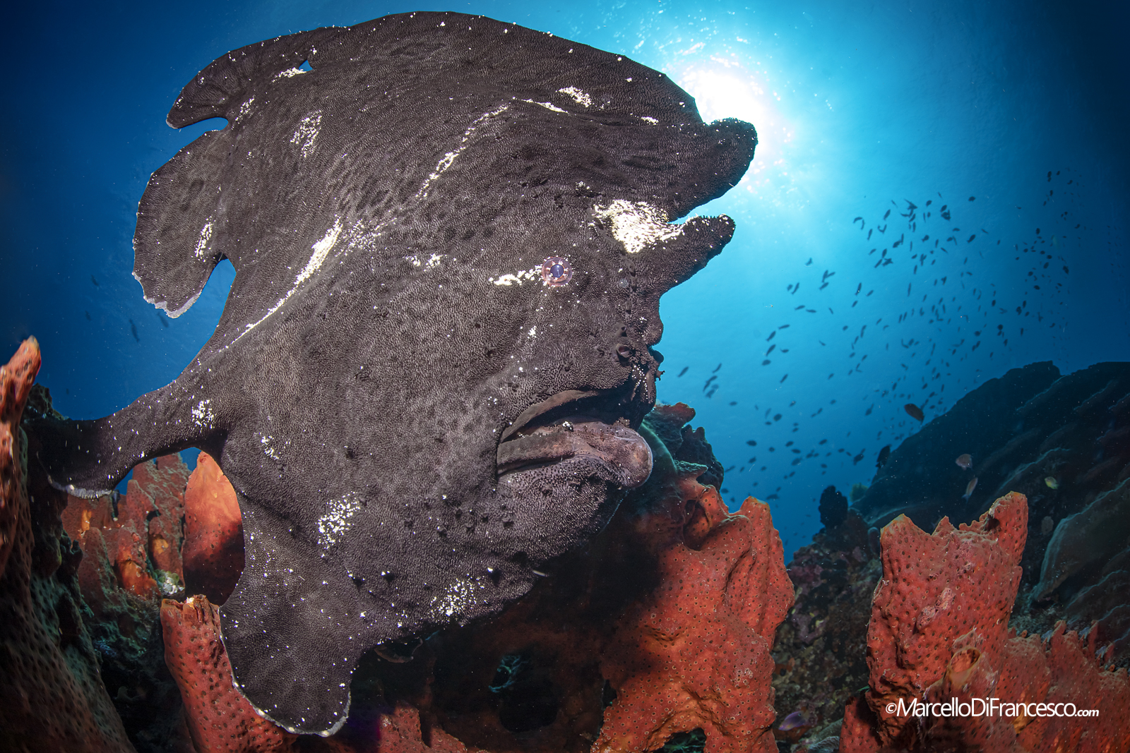 Black Frogfish Portrait