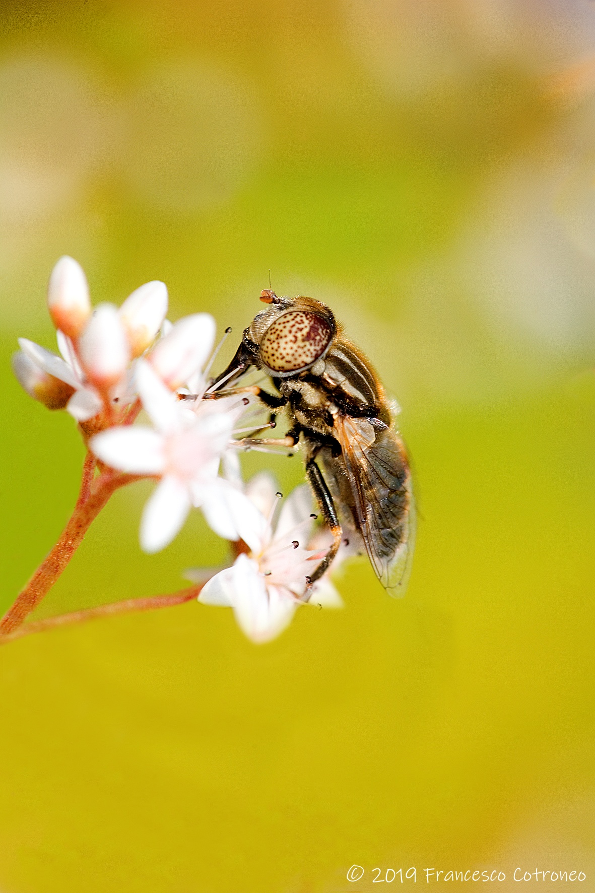 La primavera... che bello!