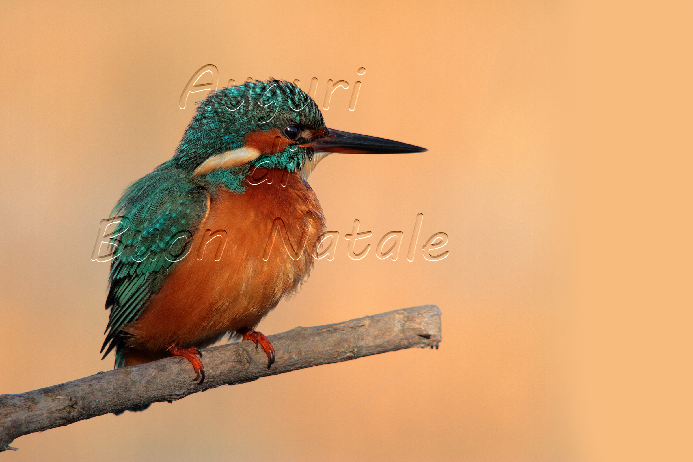 Martina **** Merry Christmas **** All