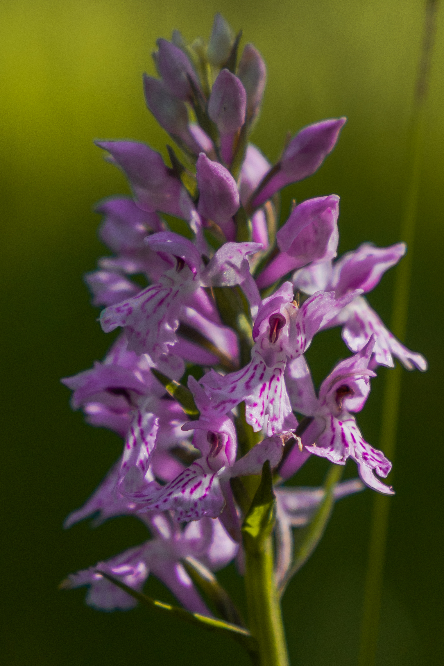 Dactylorhiza maculata