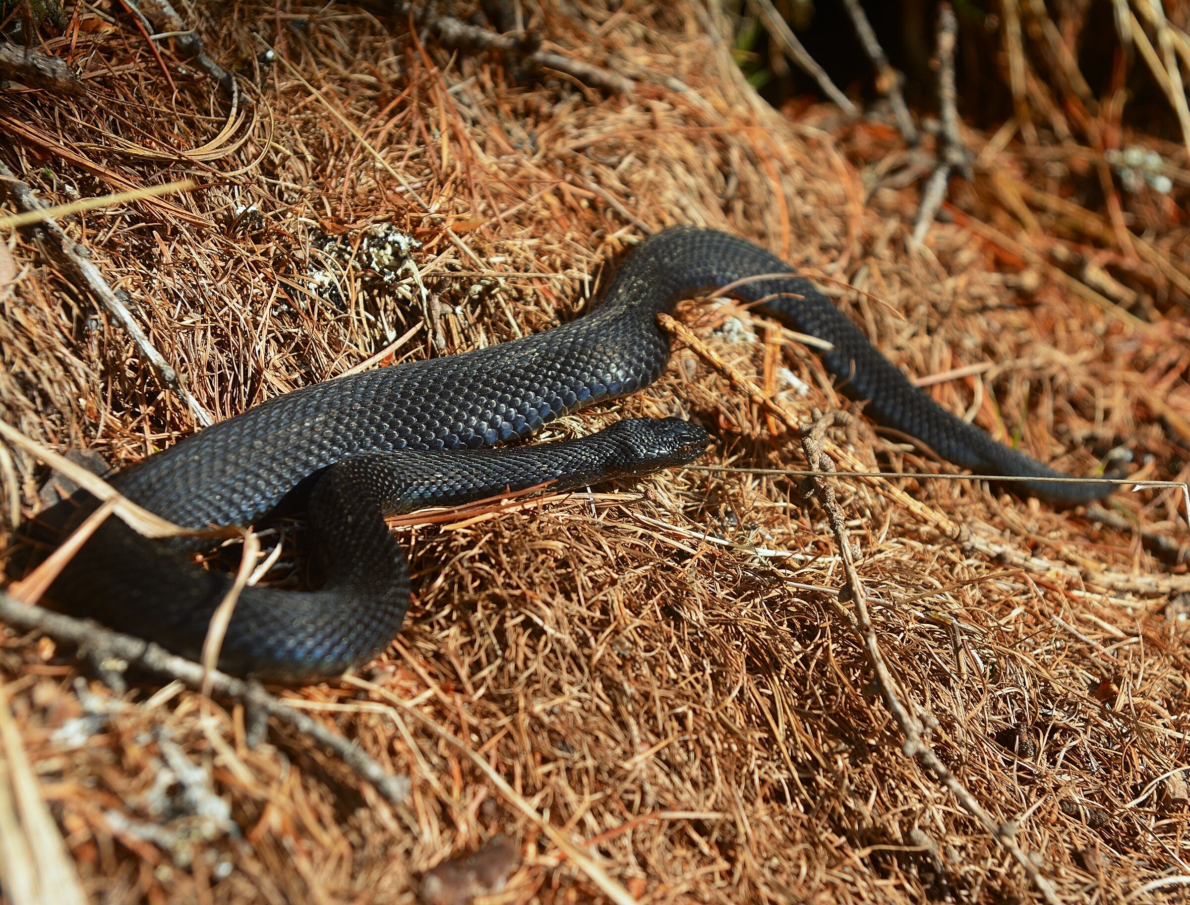 Vipera berus
