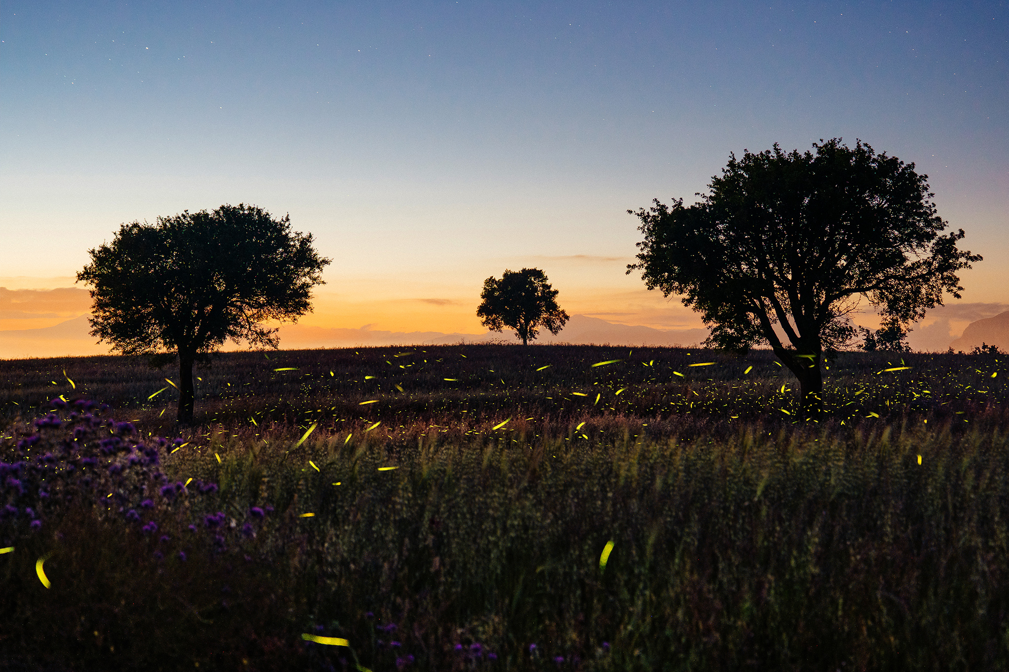 La danza delle lucciole