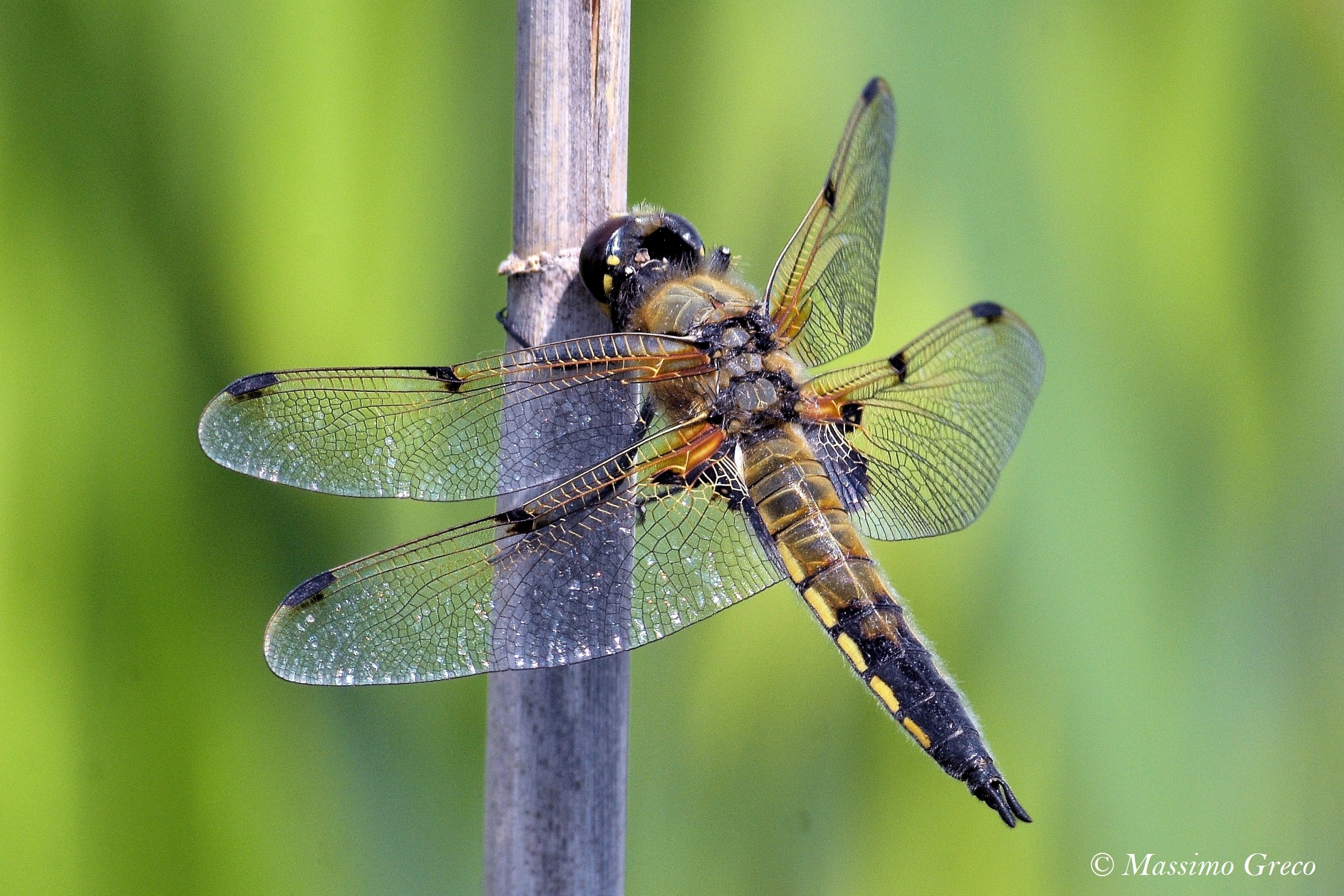 Libellula quadrimaculata