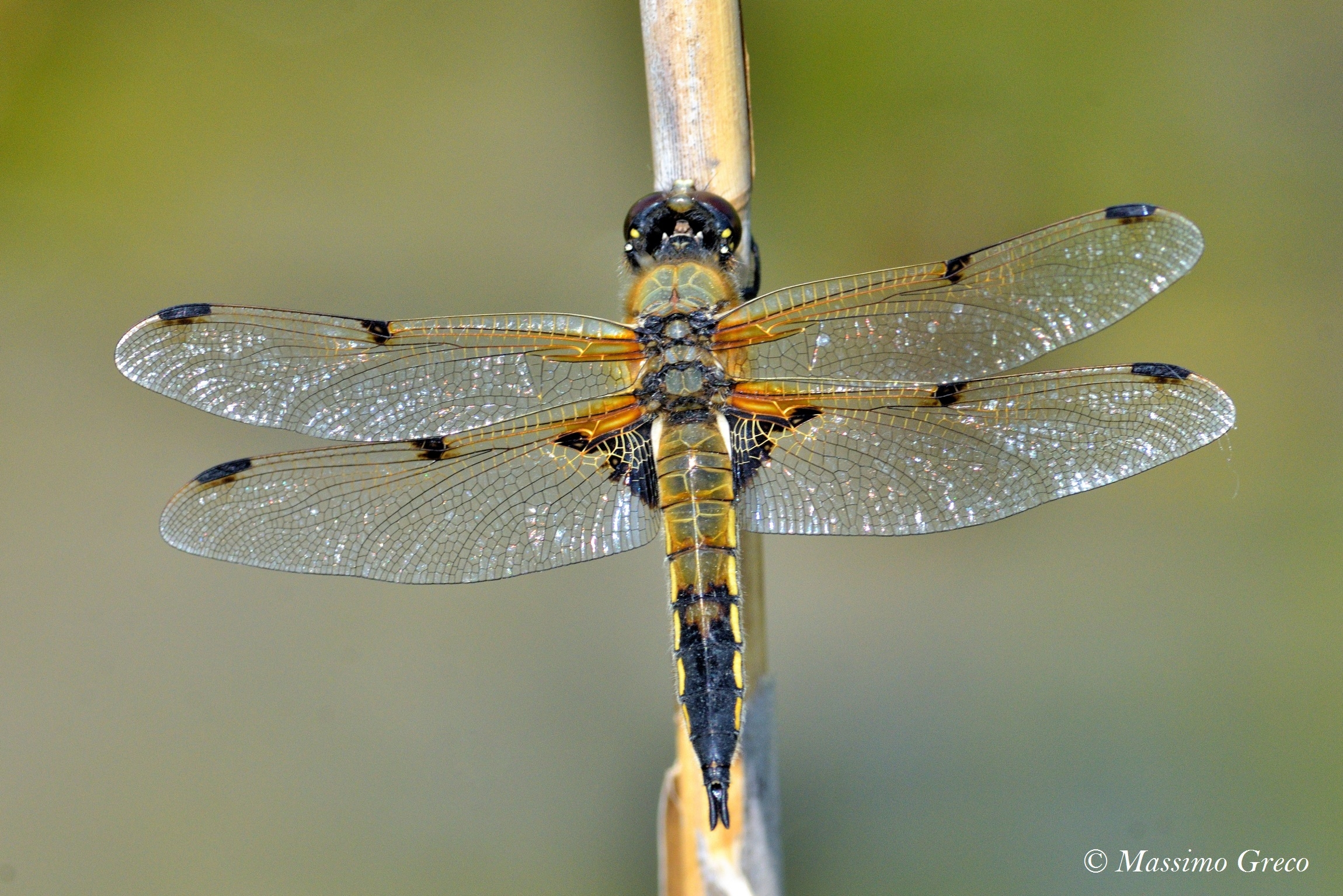 Libellula quadrimaculata