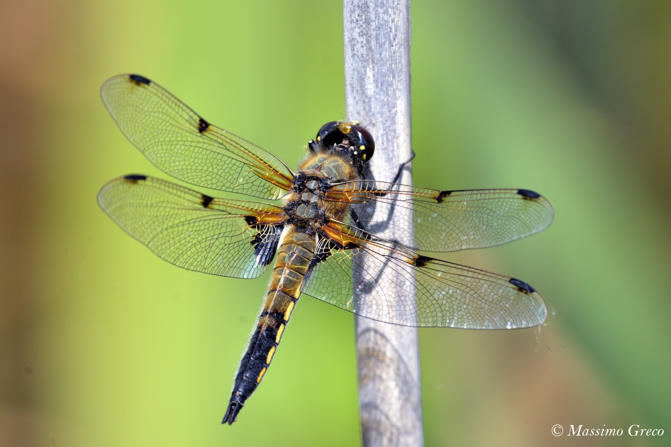 Libellula quadrimaculata