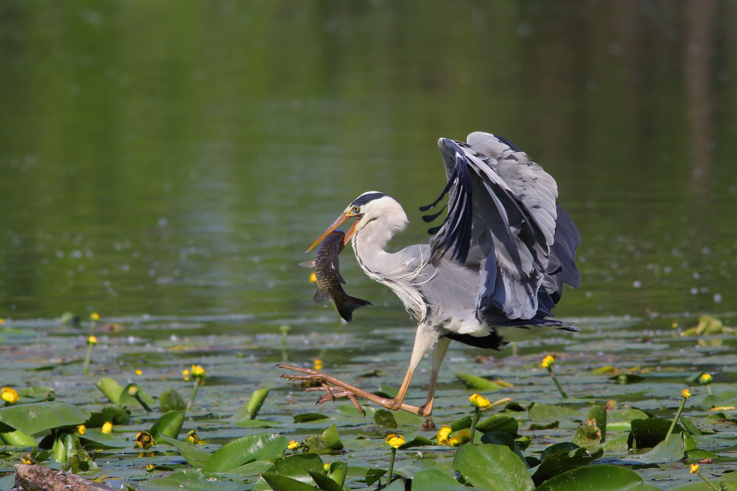 airone cenerino  (Ardea cinetea)