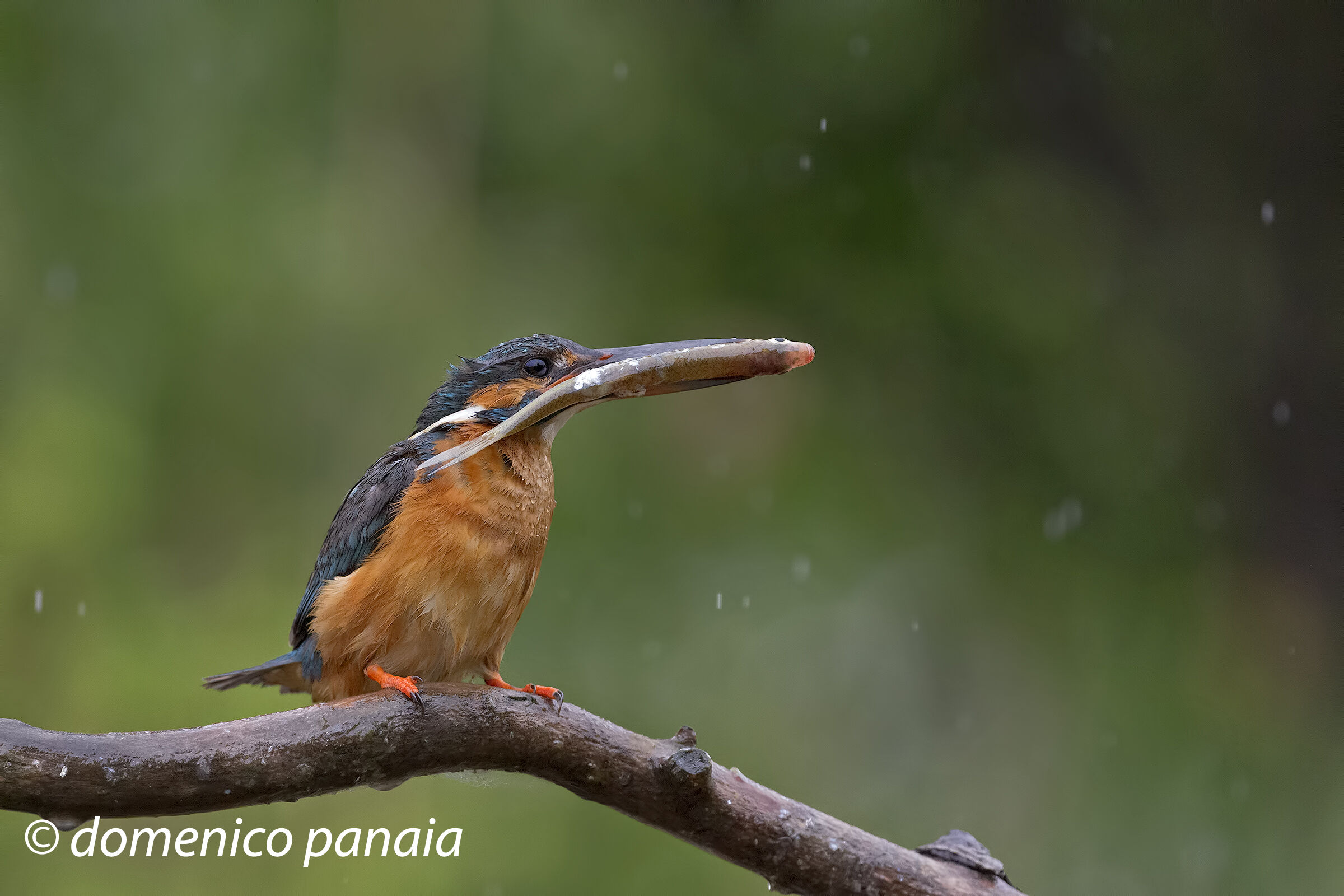 un po' troppo grosso