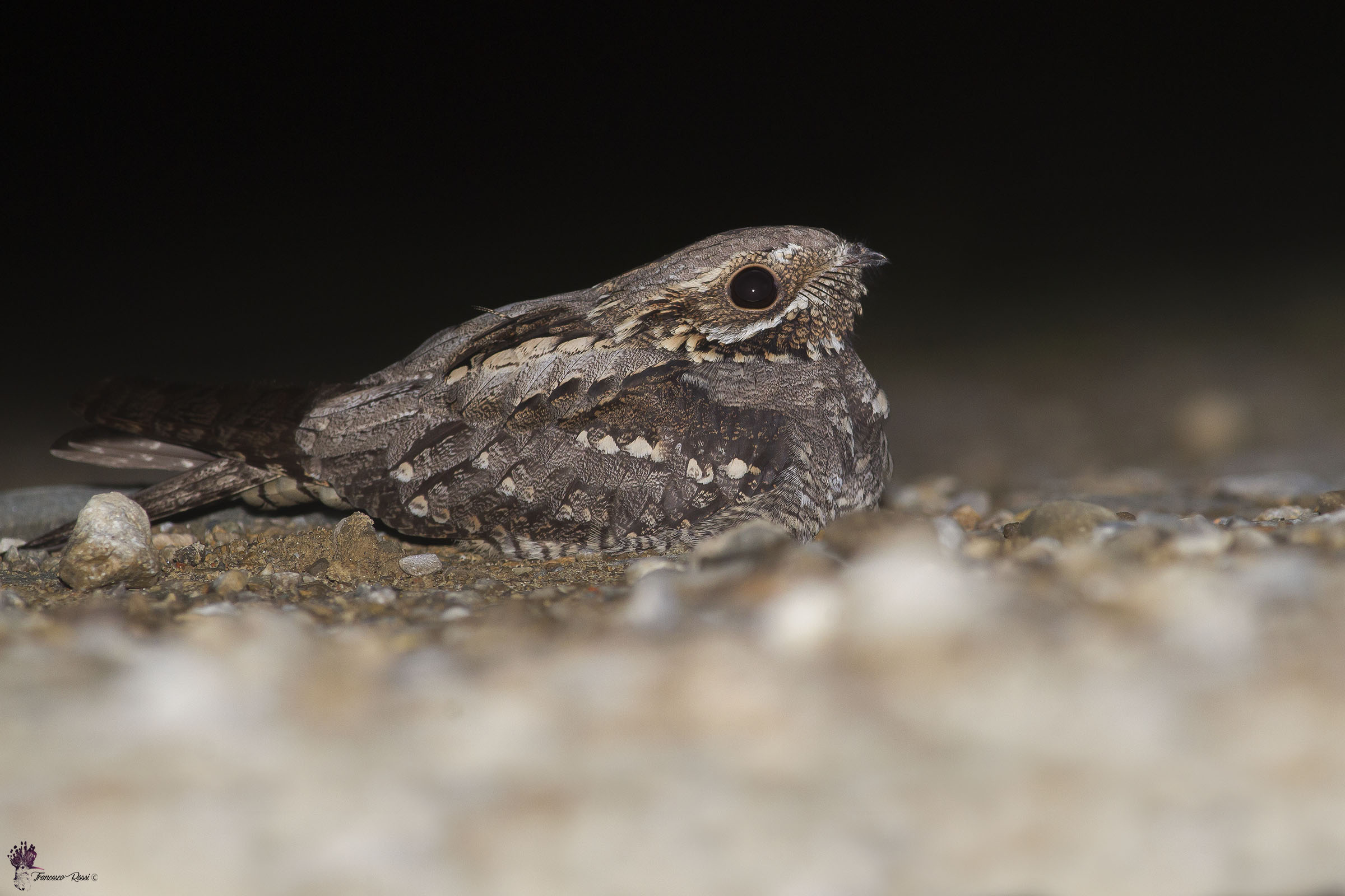 Nightjar