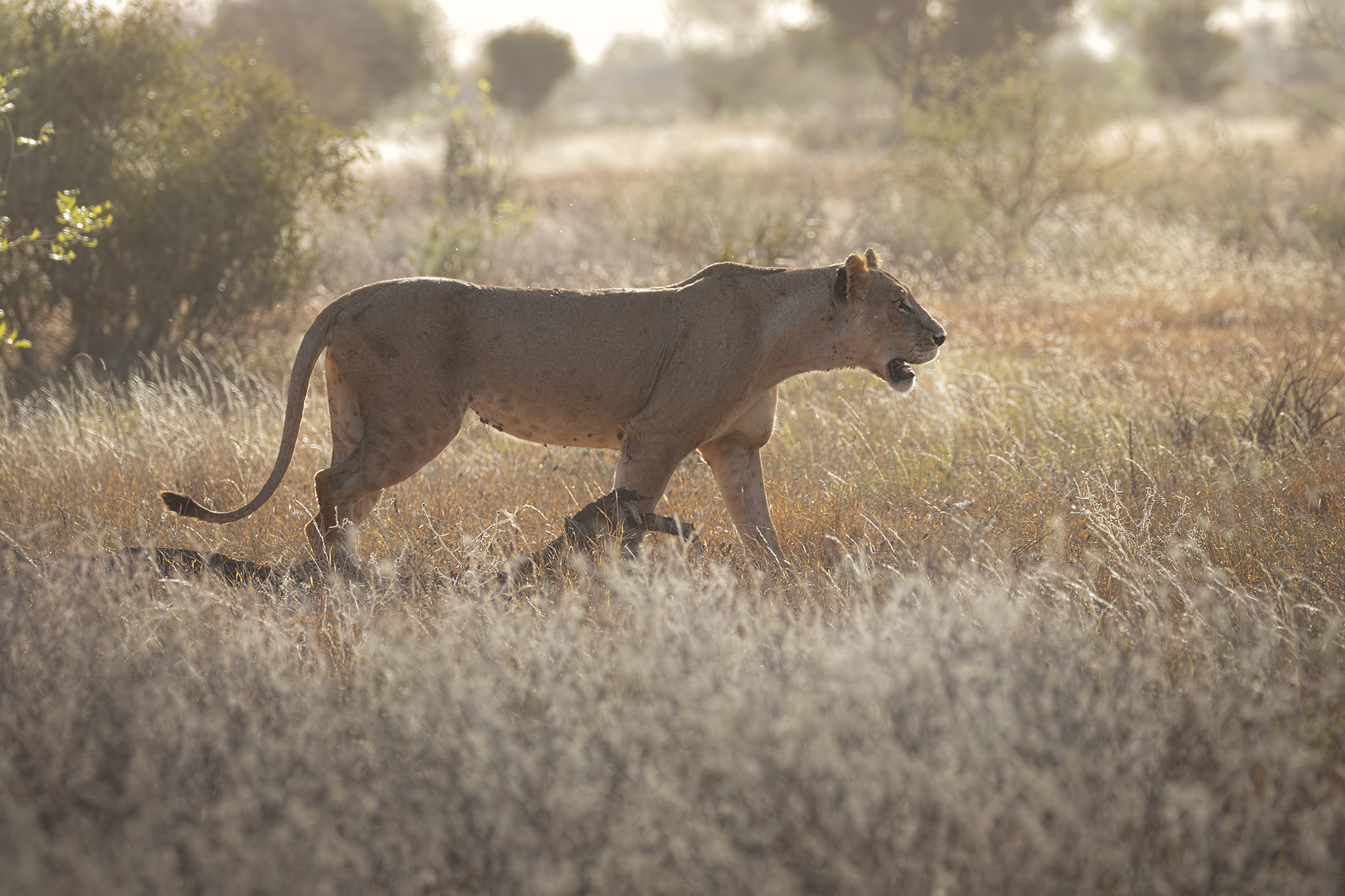 Lioness at sunset