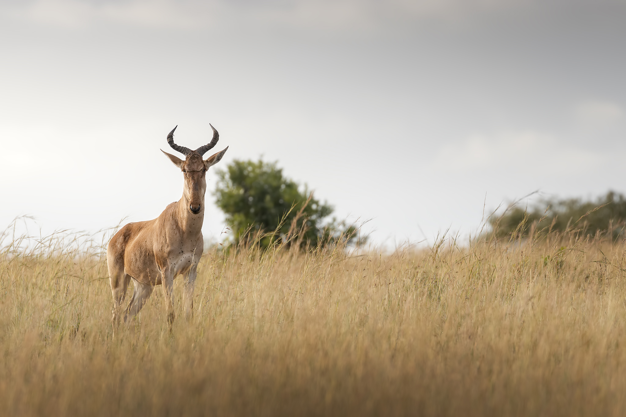 Hartebeest