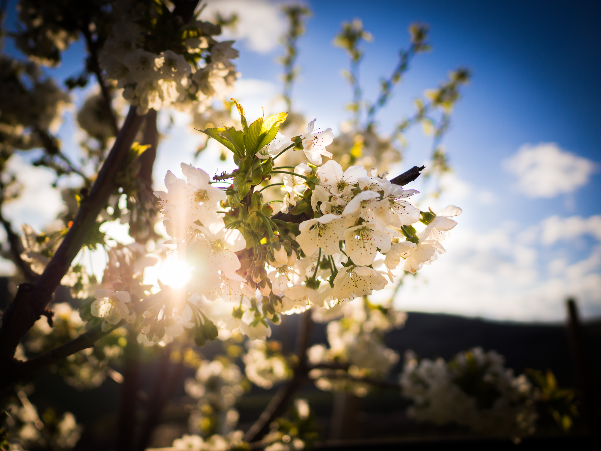 Apricot blossoms