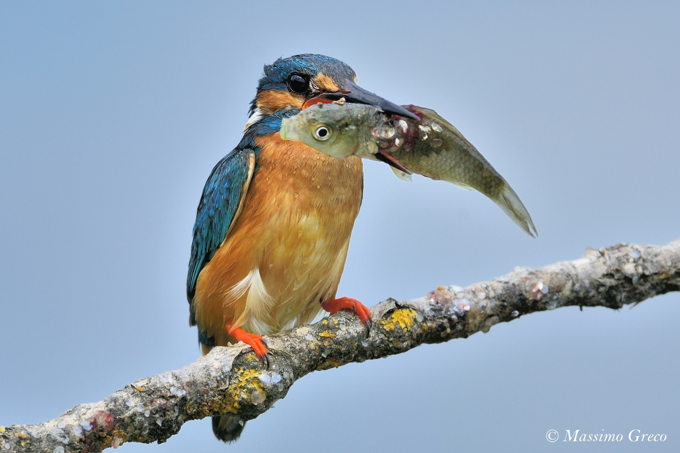 Grossa preda per il Martin