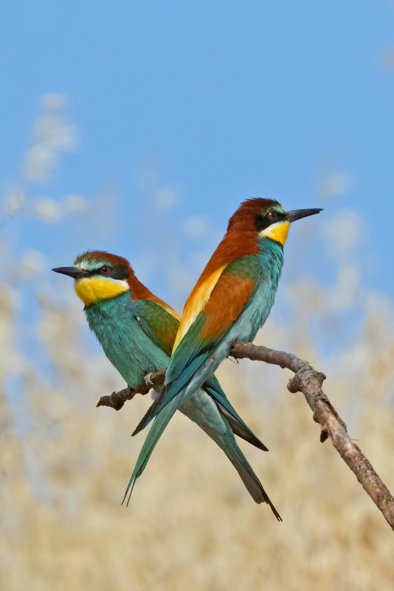 Couple Bee-eaters