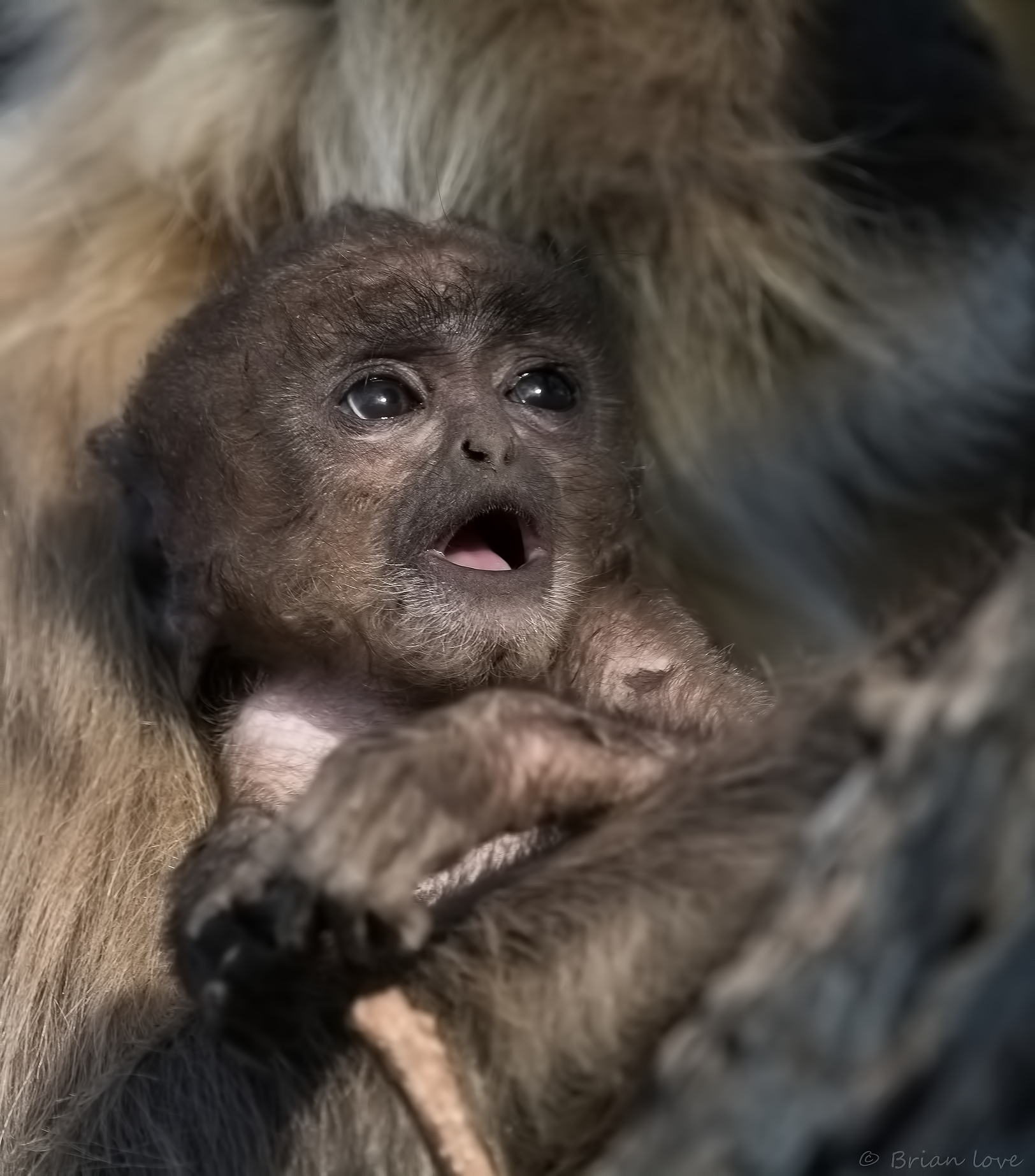 Un nuovo giorno di meraviglie Dawns