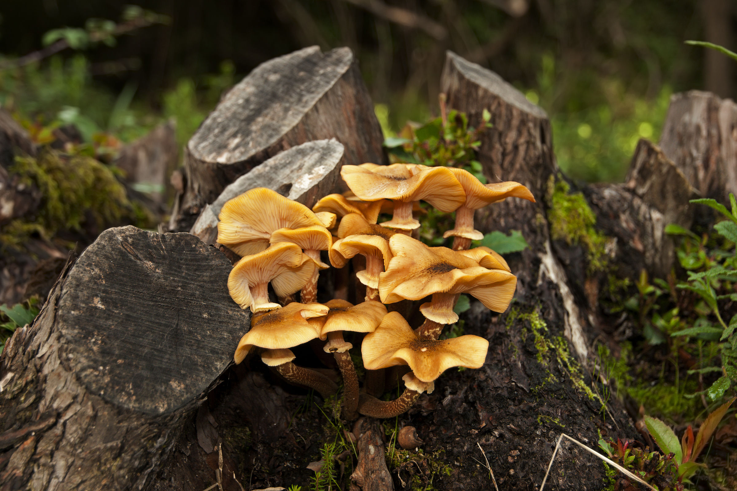 tacks (Armillariella mellea)