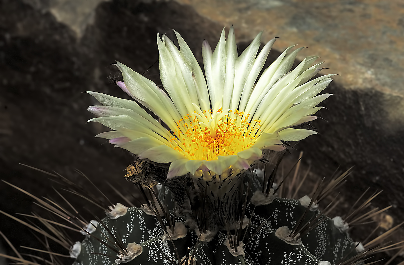 Cactaceae=Astrophitum ornatum var. Mirbelii