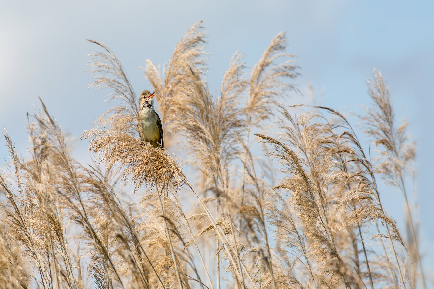 Cannareccione ambientato